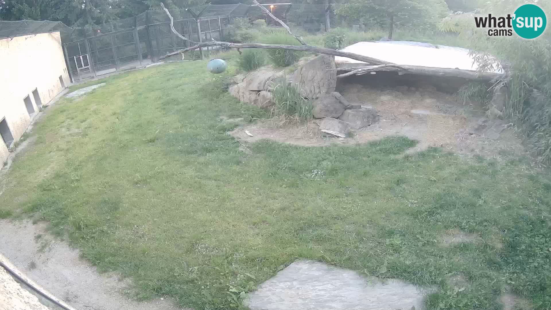 Löwe live Webcam im Zoo von Ljubljana – Slowenien