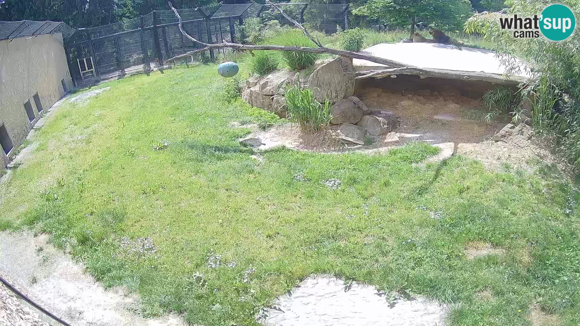 LION live Webcam in Ljubljana Zoo – Slovenia