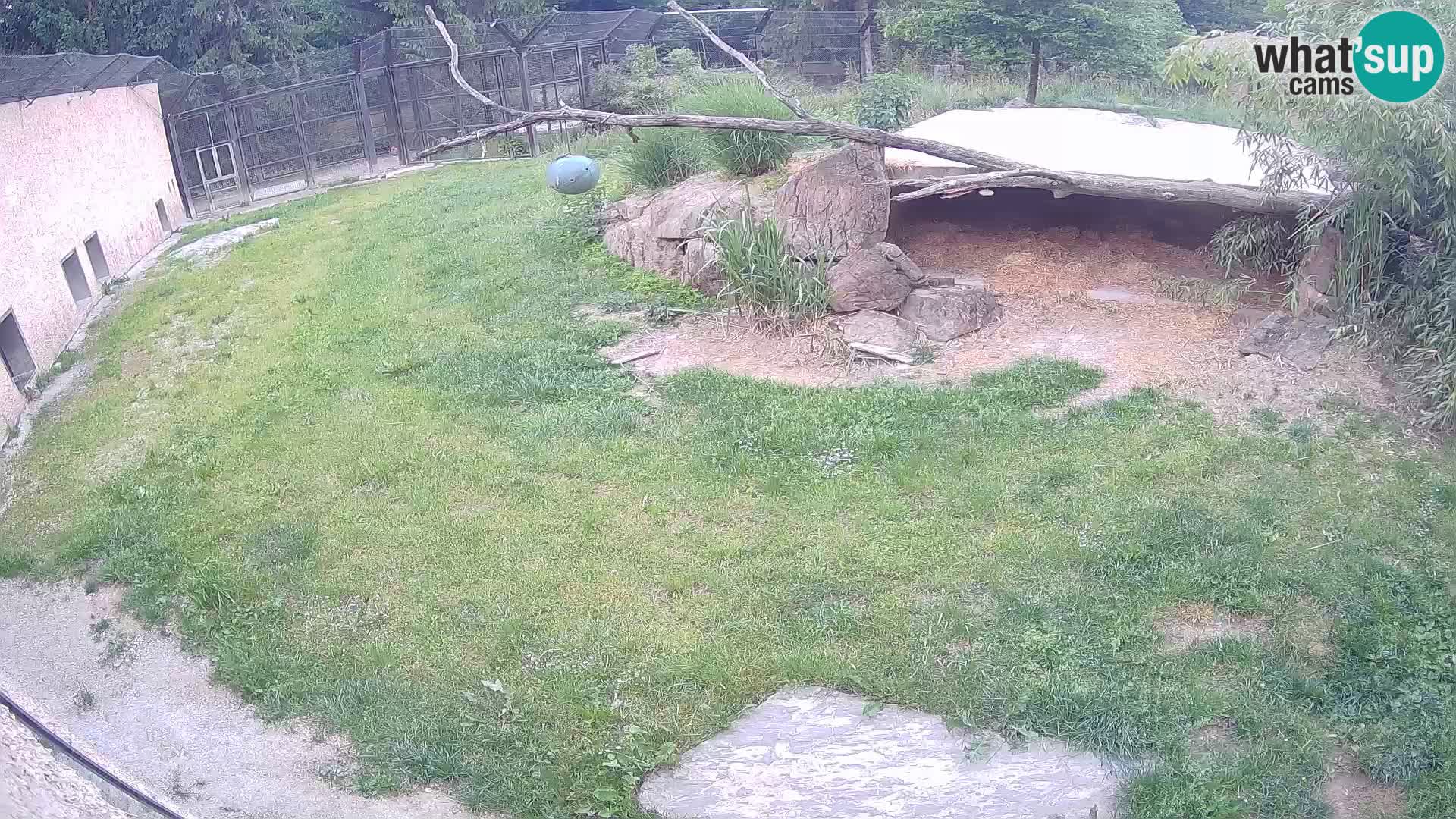 Lavovi web kamera uživo u ljubljanskom zoološkom vrtu – Slovenija