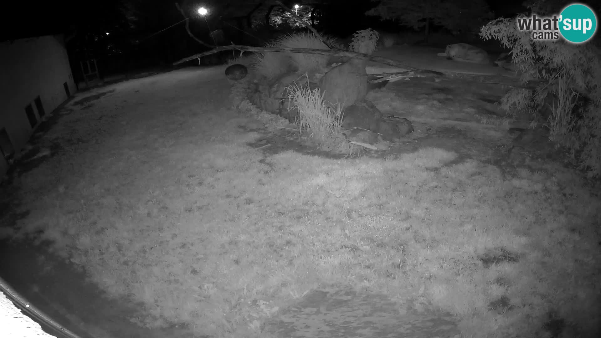 LION webcam en direct du zoo de Ljubljana – Slovénie