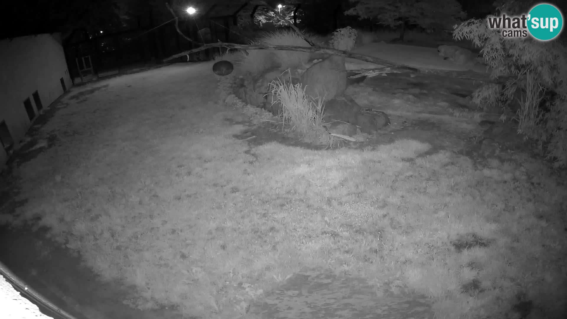 LEON Webcam en vivo en Ljubljana Zoo – Eslovenia