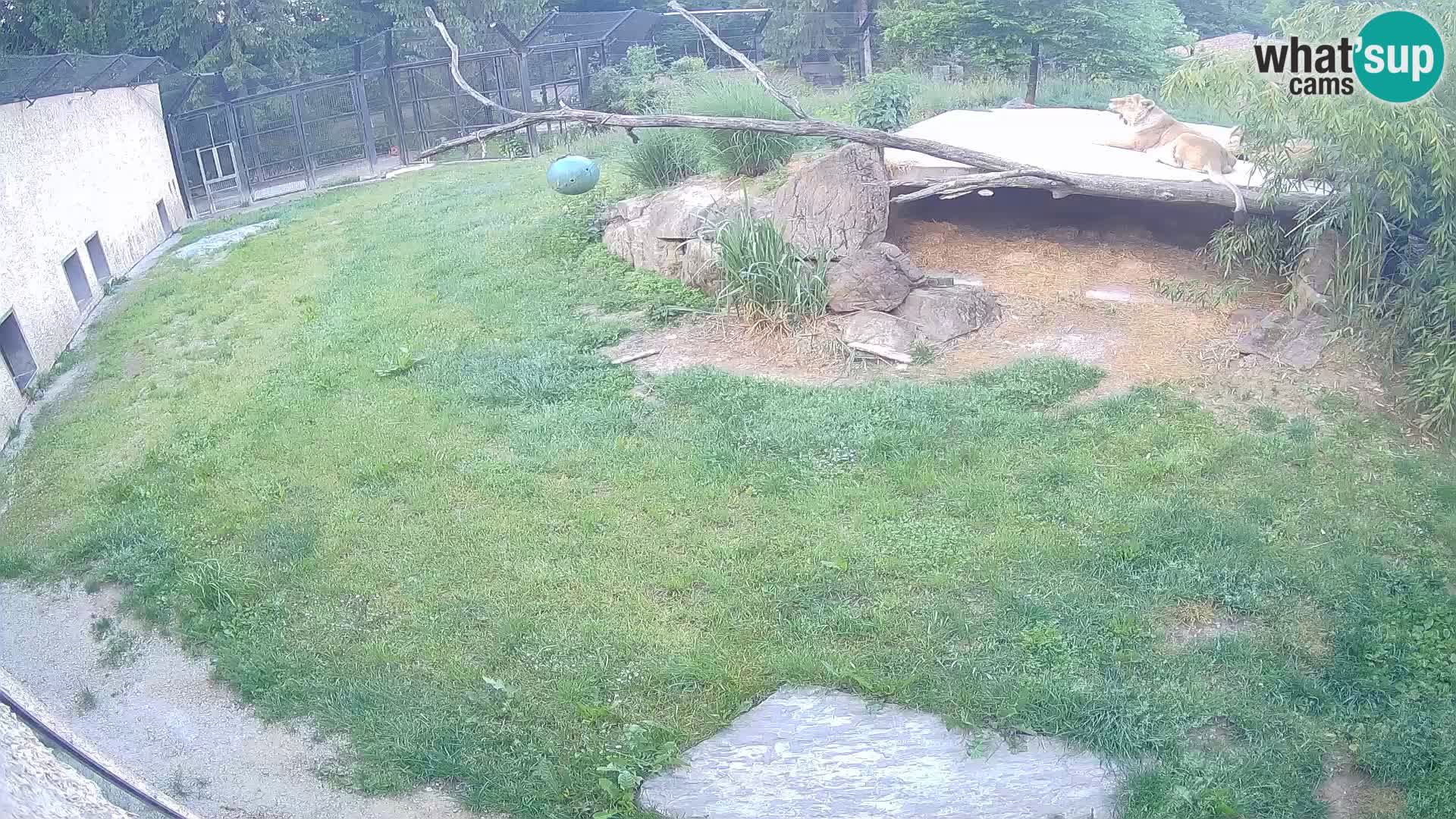 LEON Webcam en vivo en Ljubljana Zoo – Eslovenia
