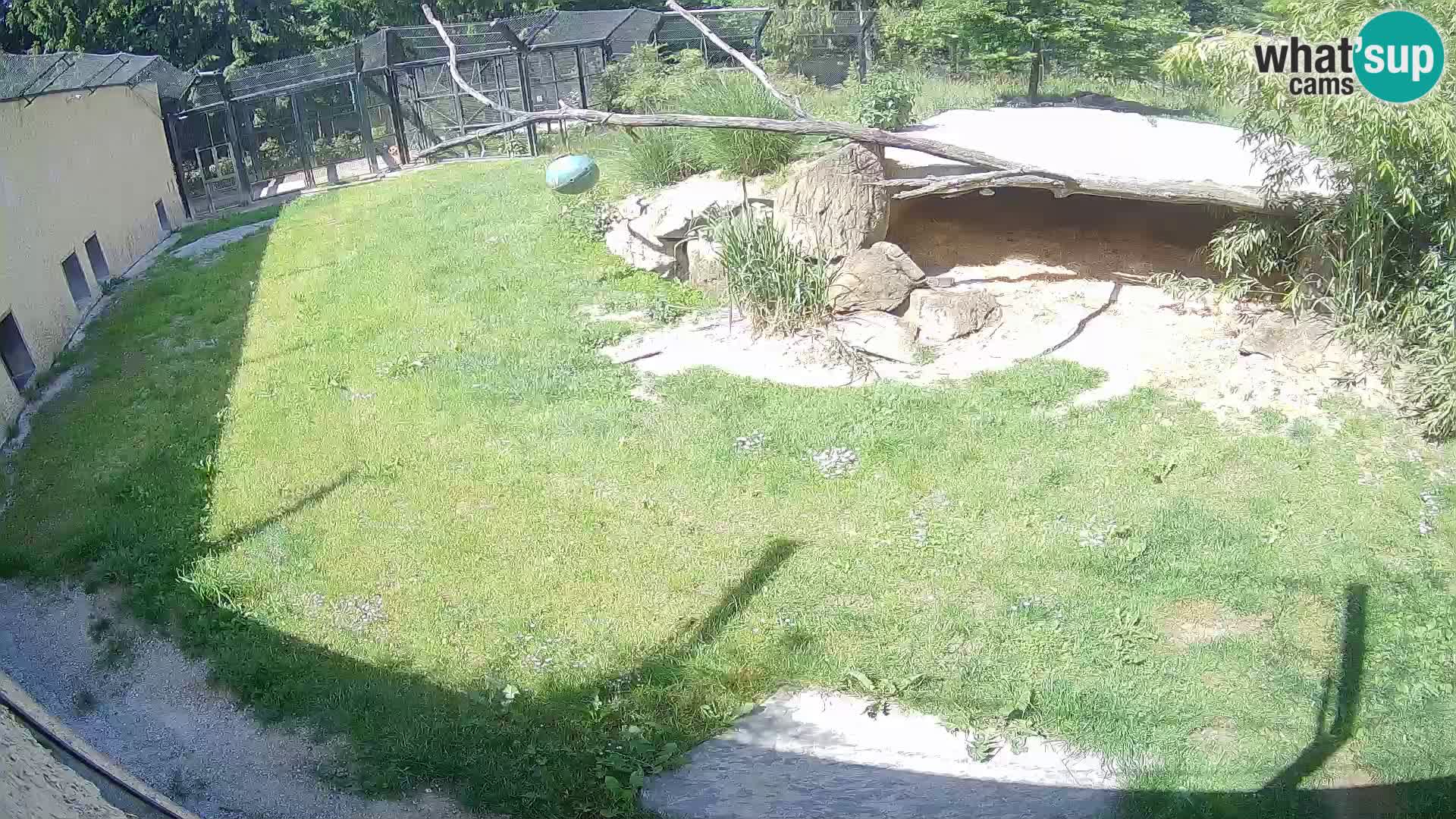 Löwe live Webcam im Zoo von Ljubljana – Slowenien