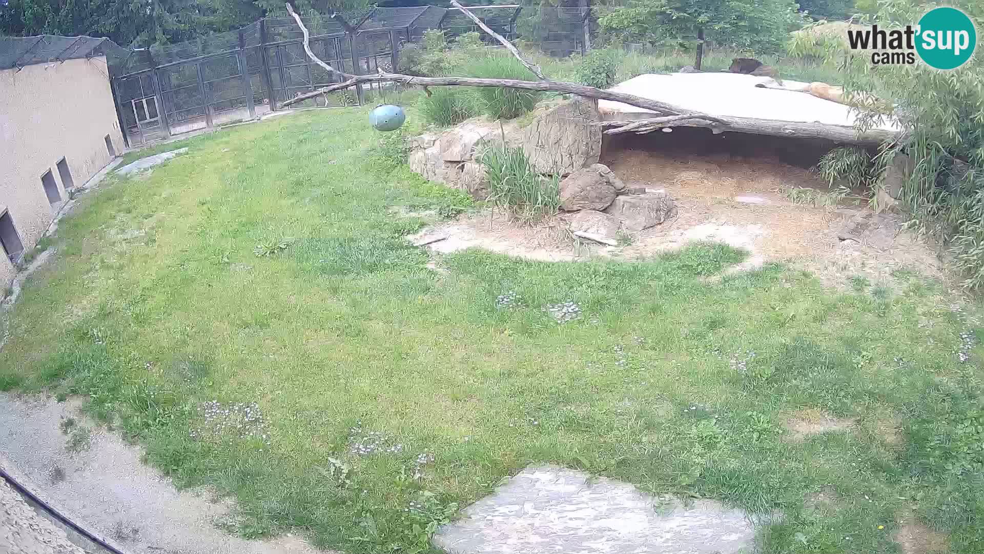 LION webcam en direct du zoo de Ljubljana – Slovénie