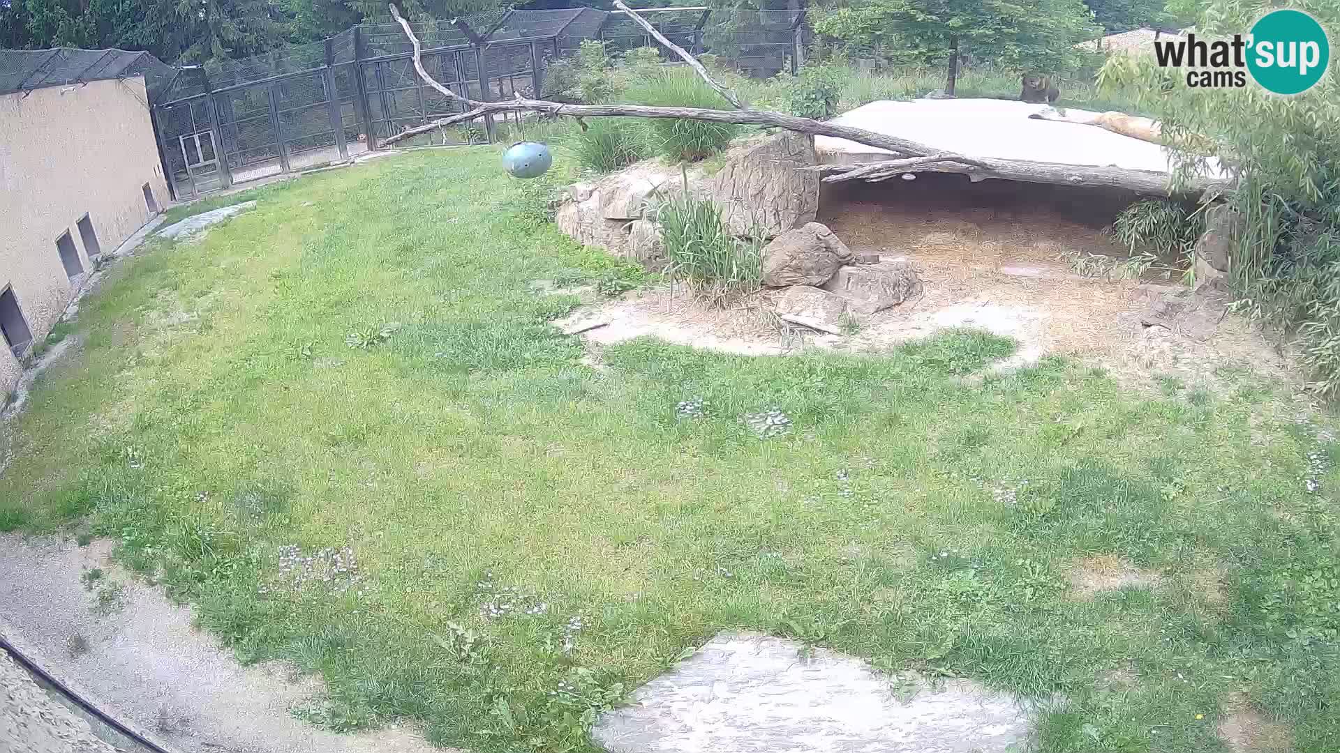 LEVI spletna kamera v živalskem vrtu Ljubljana Zoo
