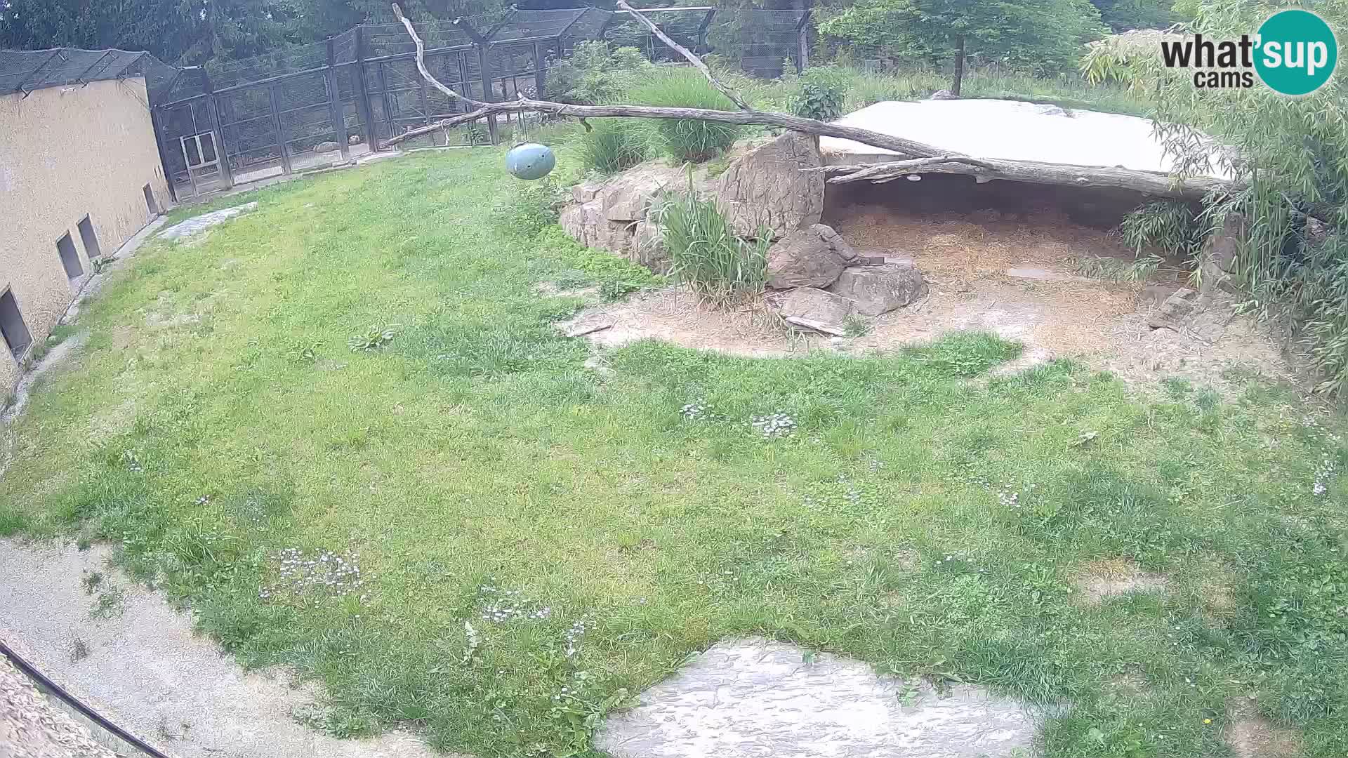 Lavovi web kamera uživo u ljubljanskom zoološkom vrtu – Slovenija