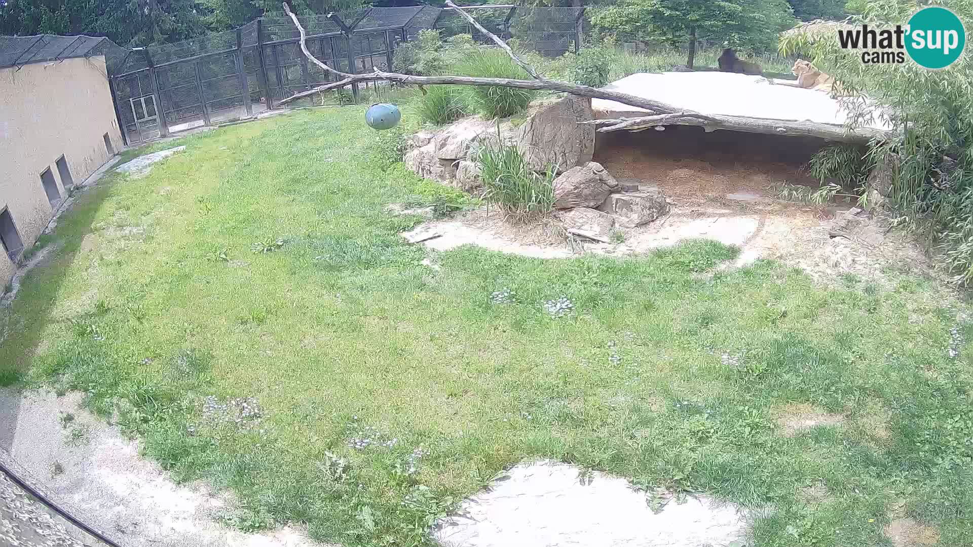 LEVI spletna kamera v živalskem vrtu Ljubljana Zoo