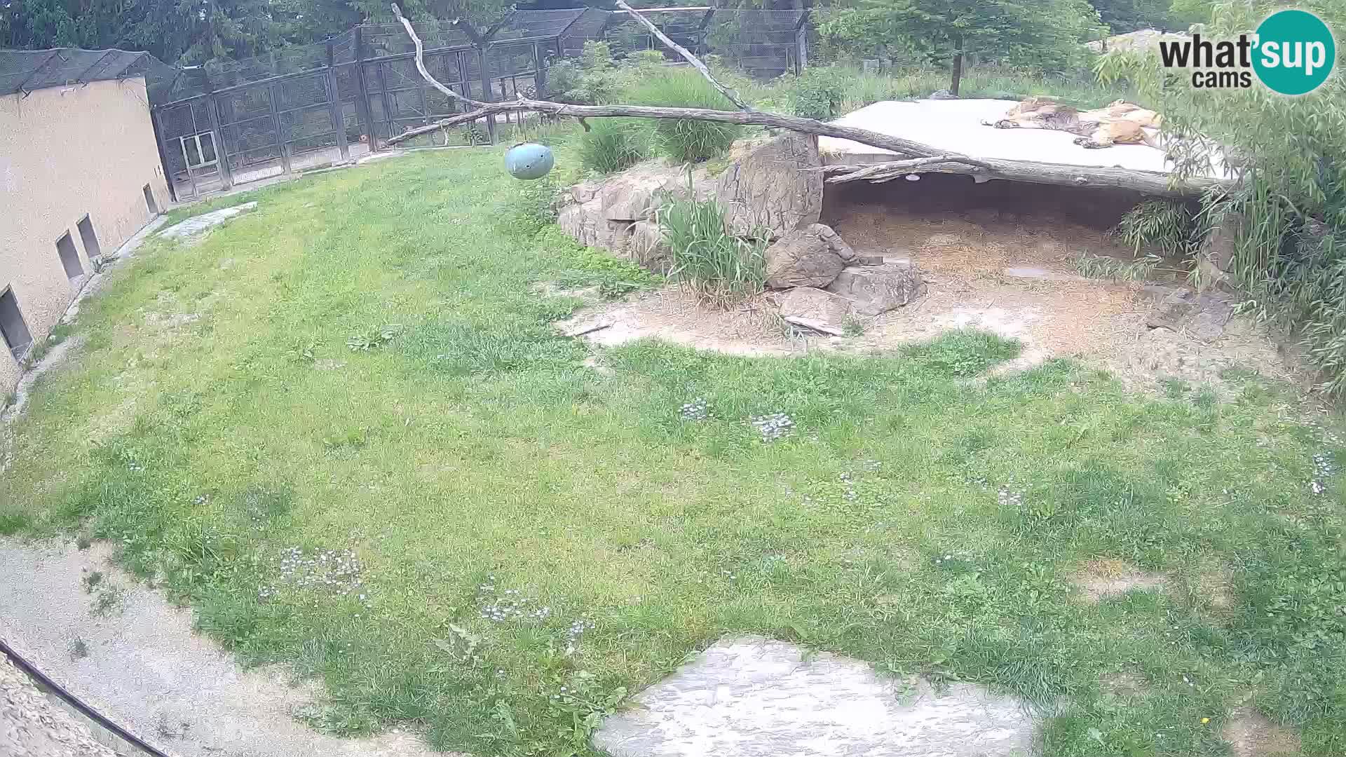 LION webcam en direct du zoo de Ljubljana – Slovénie