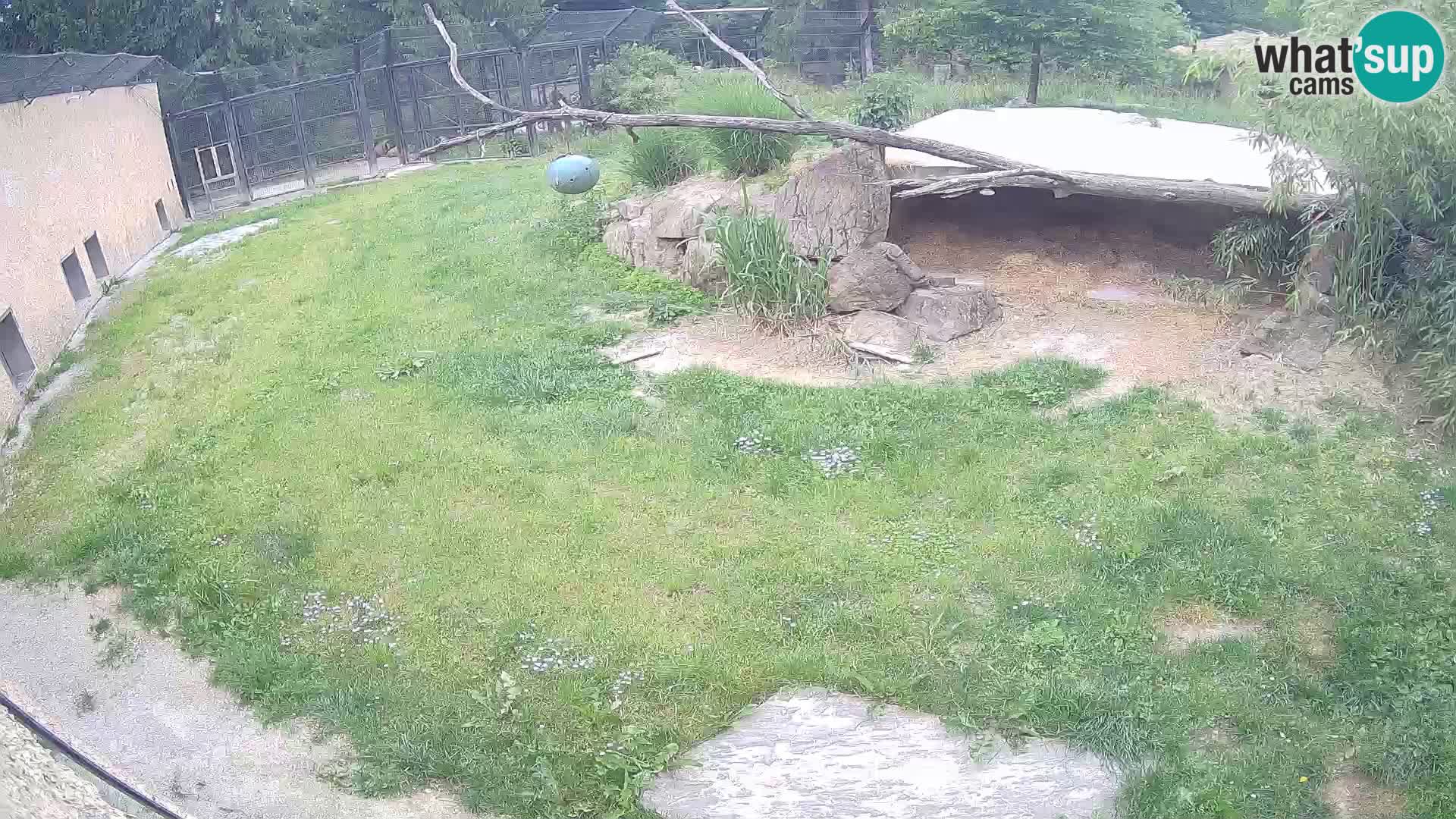 LION webcam en direct du zoo de Ljubljana – Slovénie