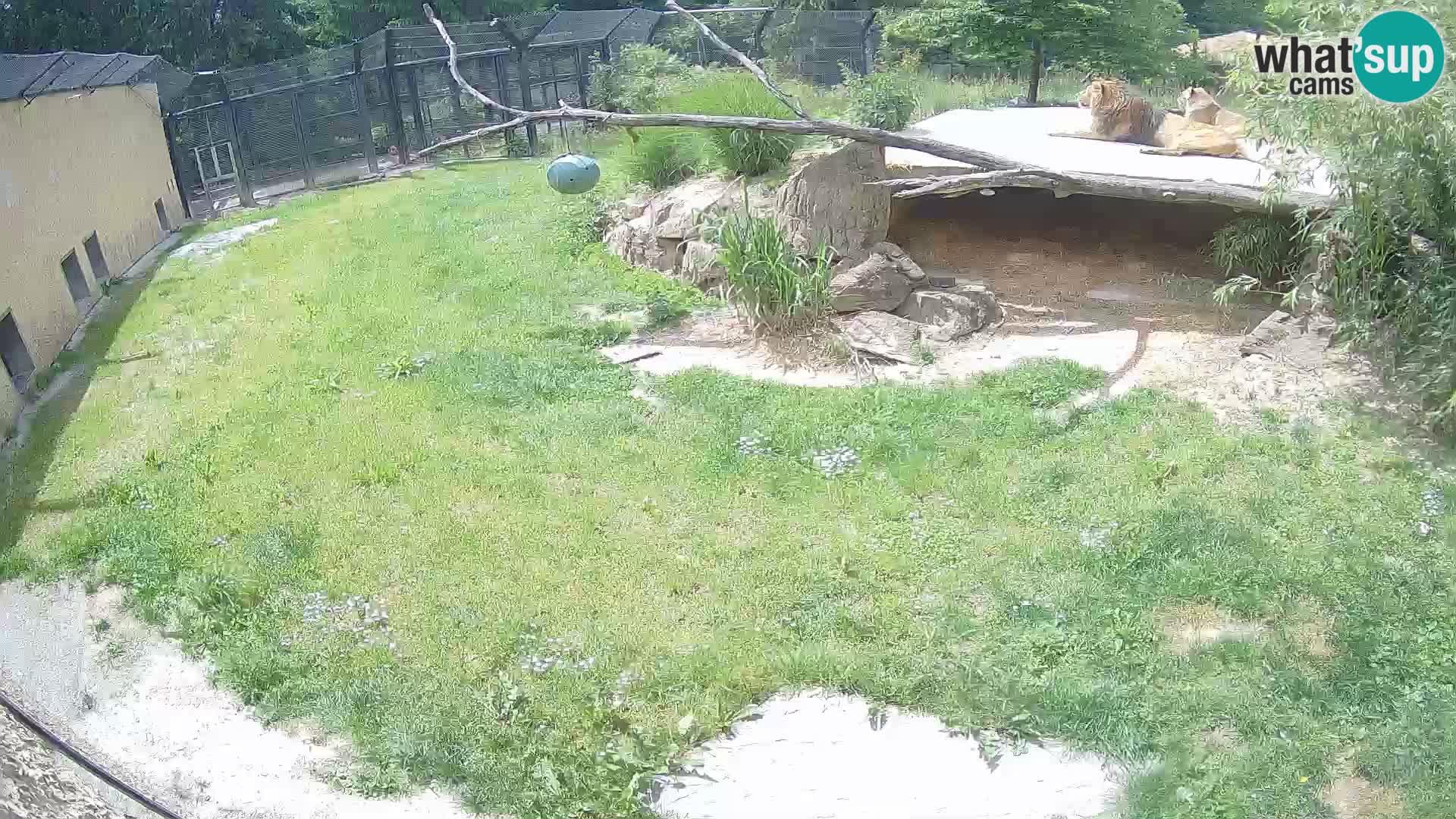 LEONE live Webcam nello zoo di Lubiana – Slovenia
