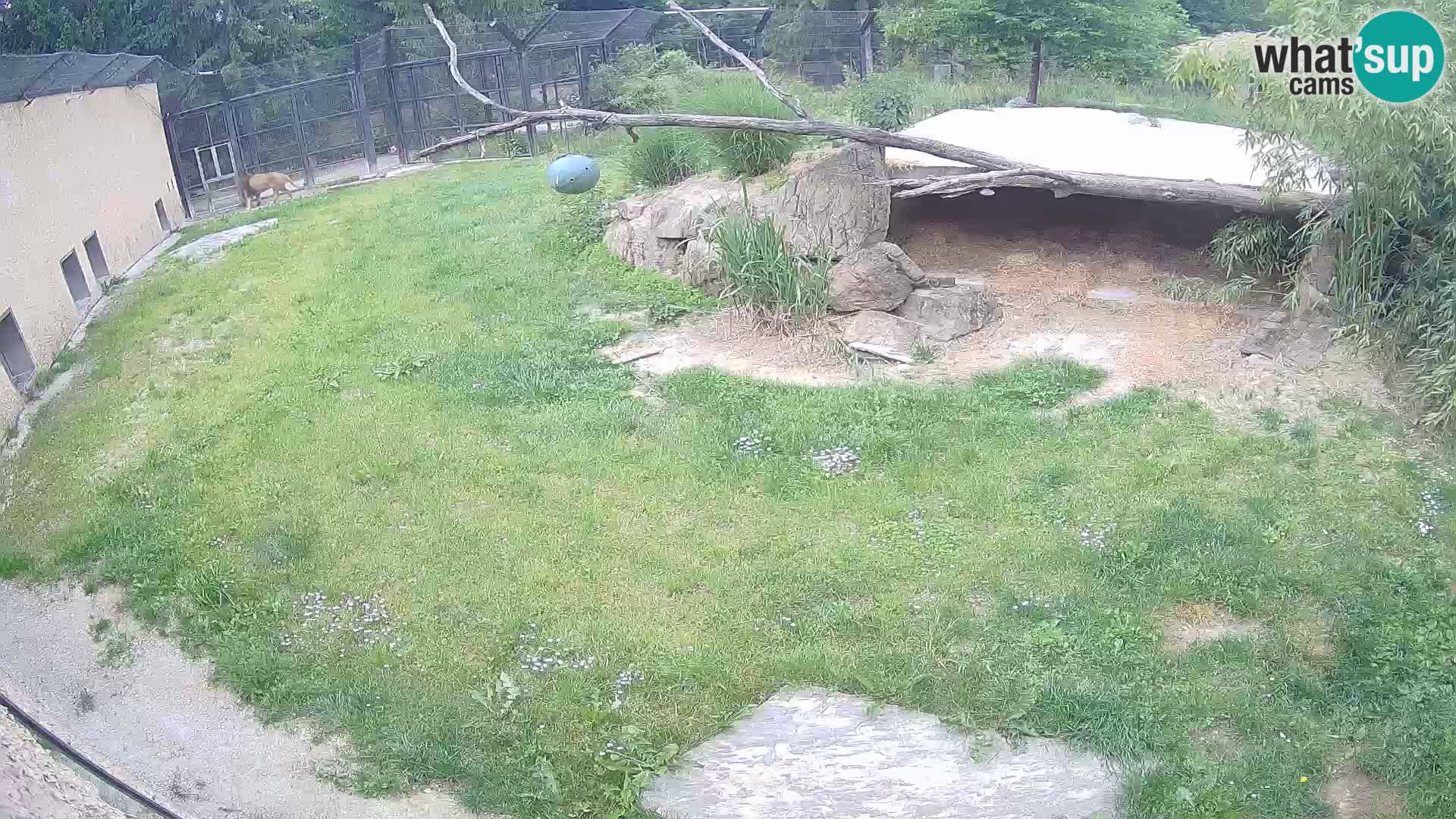 Löwe live Webcam im Zoo von Ljubljana – Slowenien