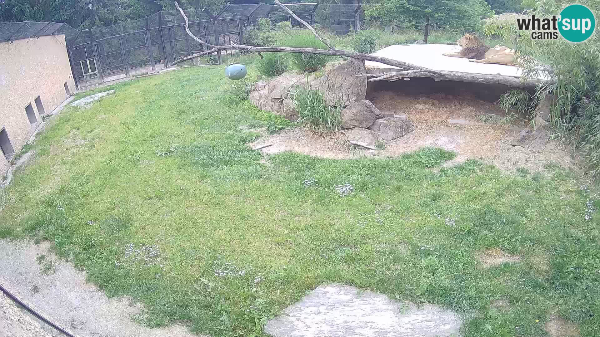 Lavovi web kamera uživo u ljubljanskom zoološkom vrtu – Slovenija