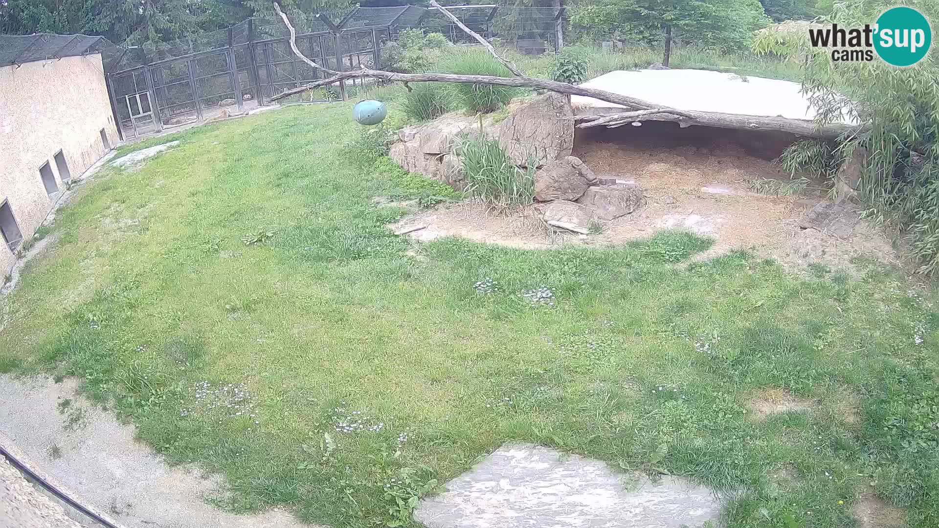 LION live Webcam in Ljubljana Zoo – Slovenia