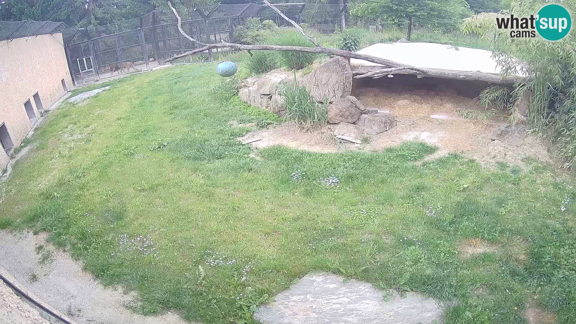 LEON Webcam en vivo en Ljubljana Zoo – Eslovenia