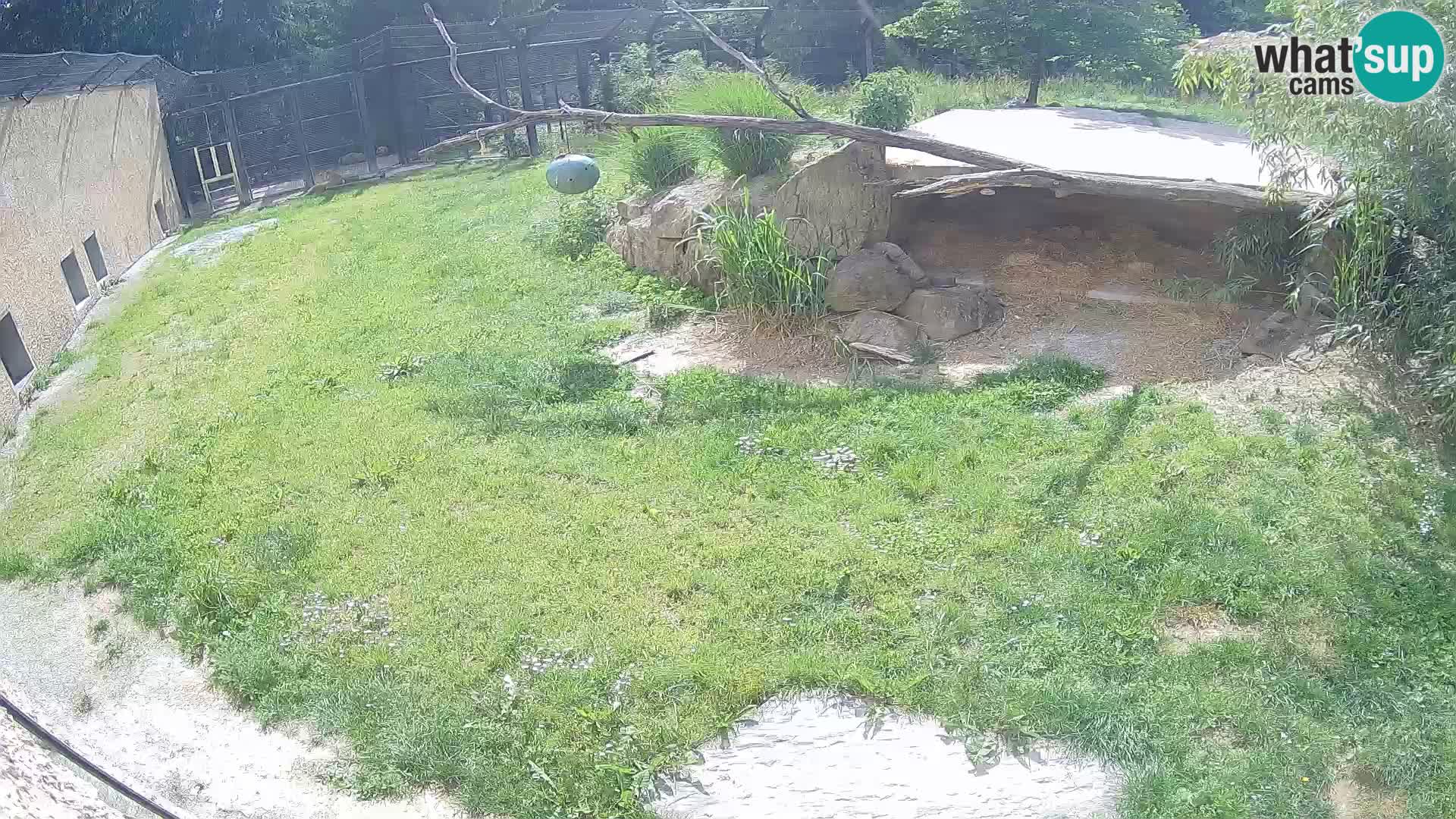 LEVI spletna kamera v živalskem vrtu Ljubljana Zoo
