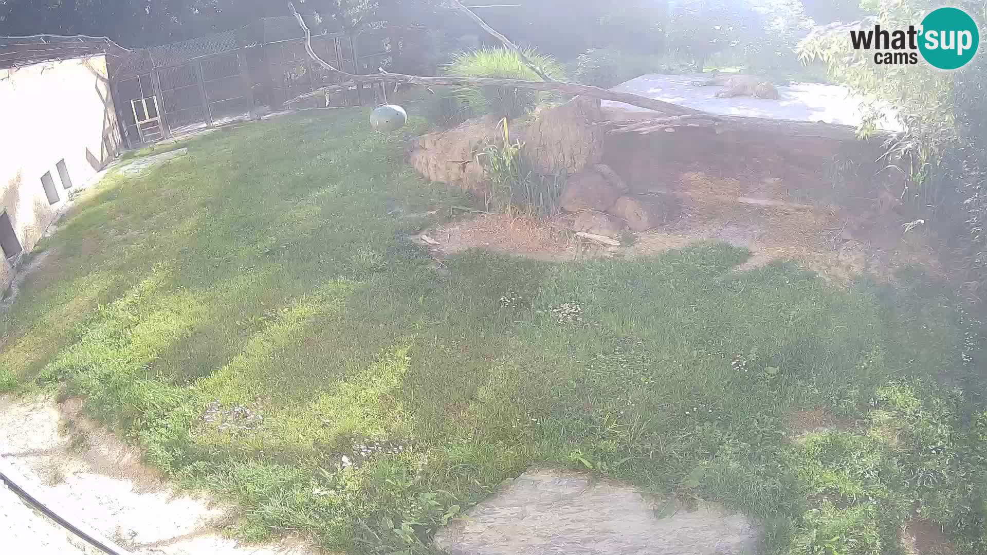 LEVI spletna kamera v živalskem vrtu Ljubljana Zoo