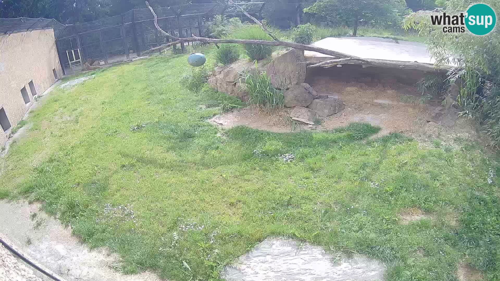 LEONE live Webcam nello zoo di Lubiana – Slovenia
