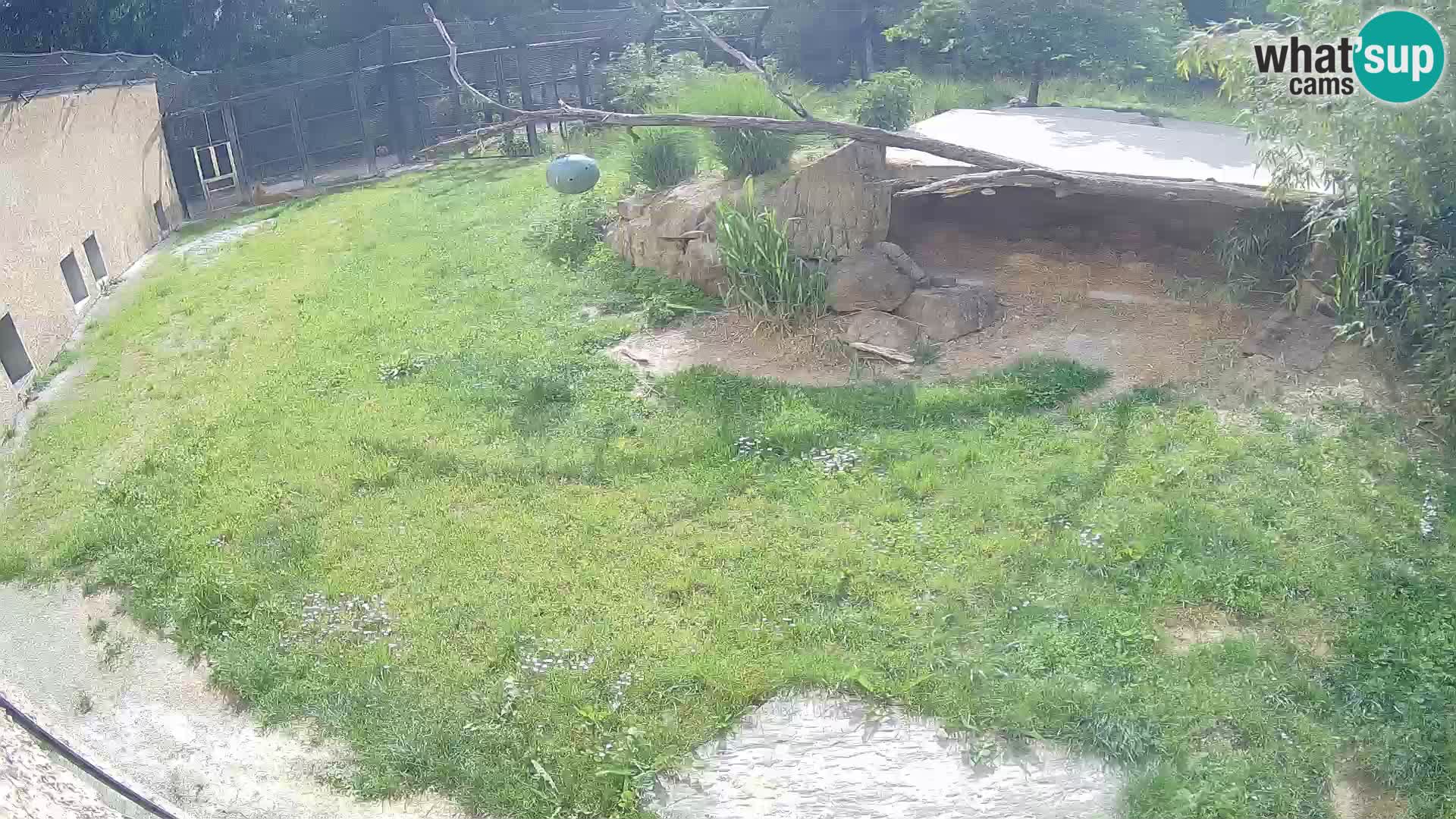 Löwe live Webcam im Zoo von Ljubljana – Slowenien