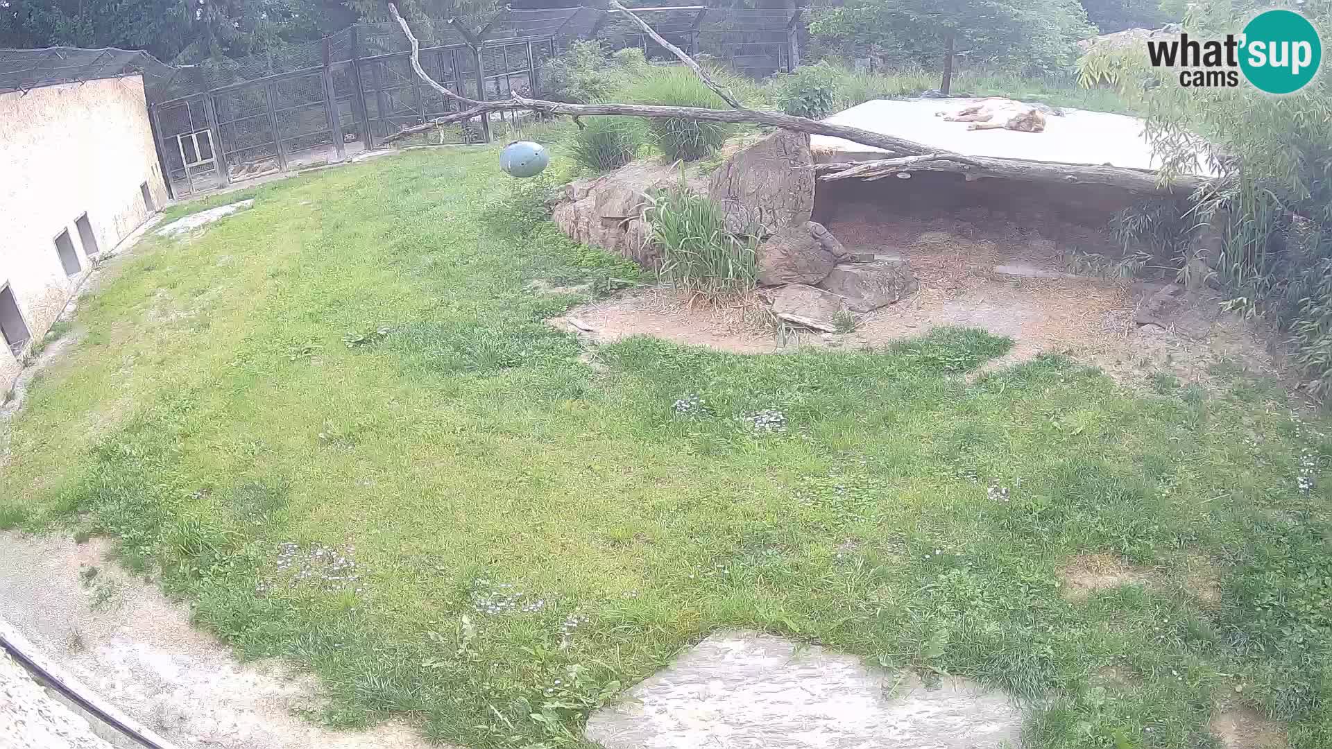LION live Webcam in Ljubljana Zoo – Slovenia