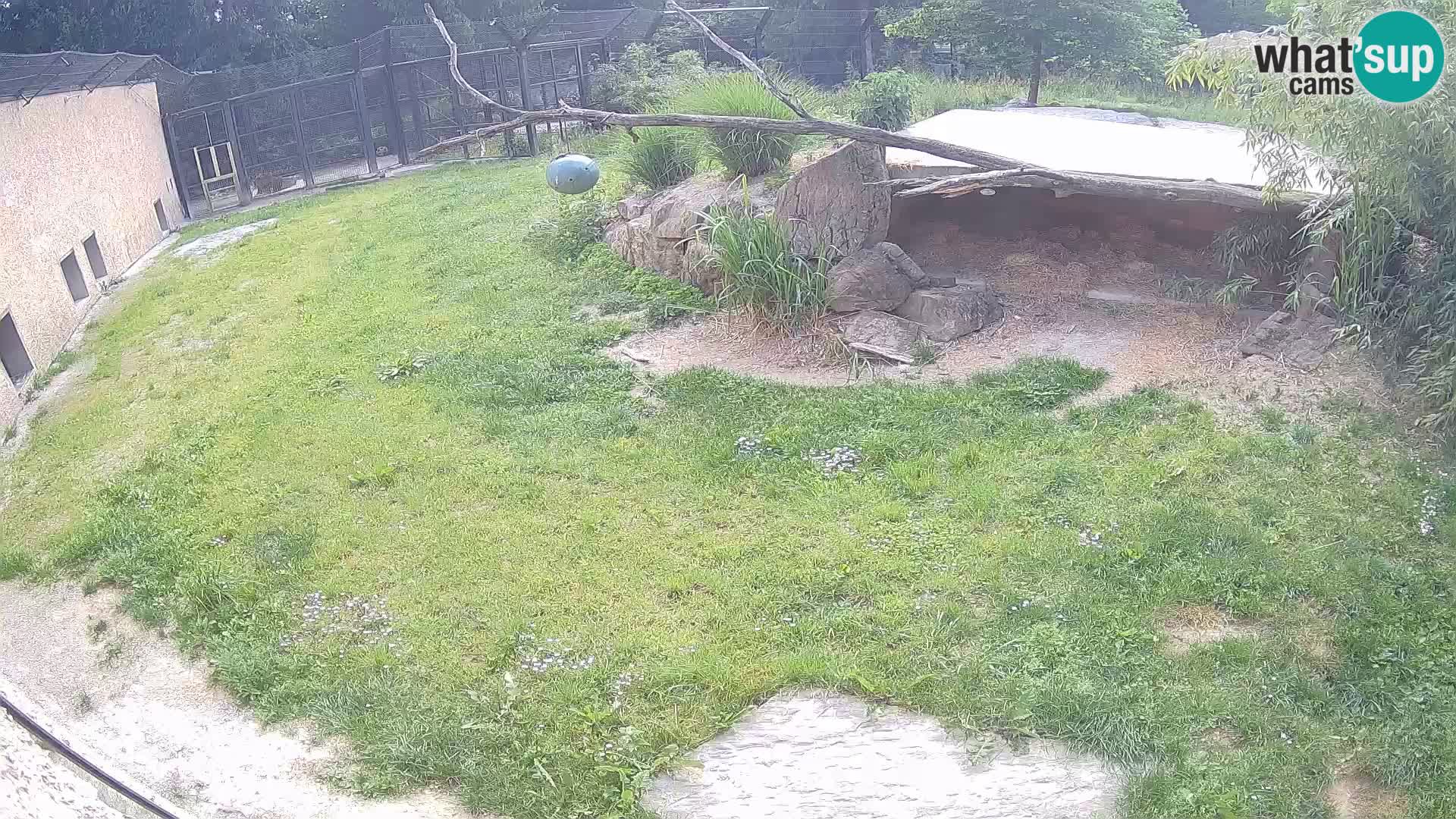Lavovi web kamera uživo u ljubljanskom zoološkom vrtu – Slovenija