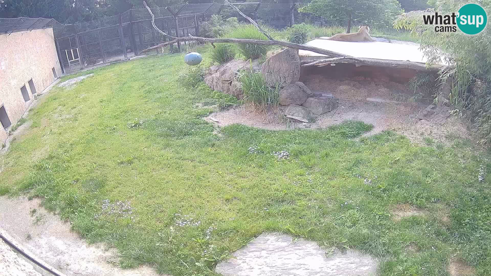 LEVI spletna kamera v živalskem vrtu Ljubljana Zoo