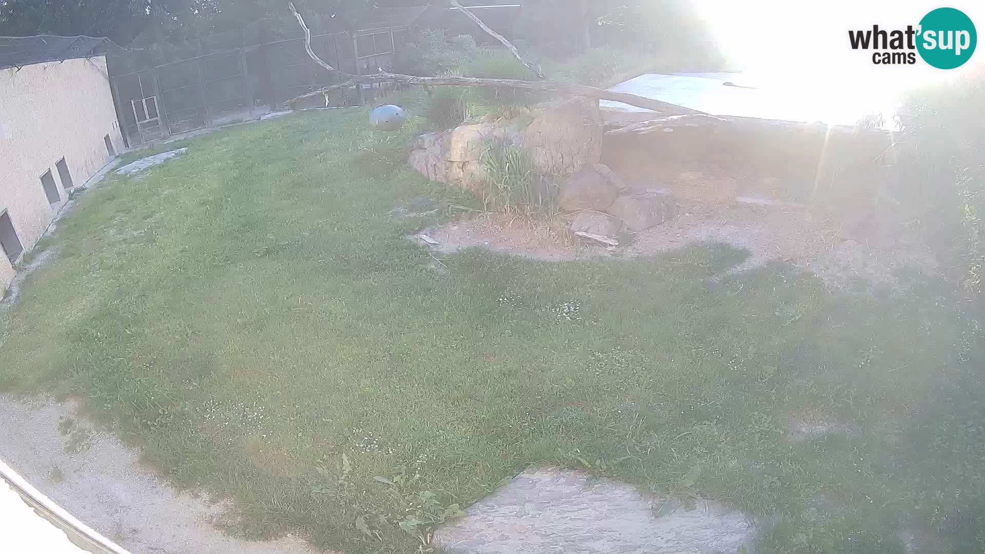 LEONE live Webcam nello zoo di Lubiana – Slovenia