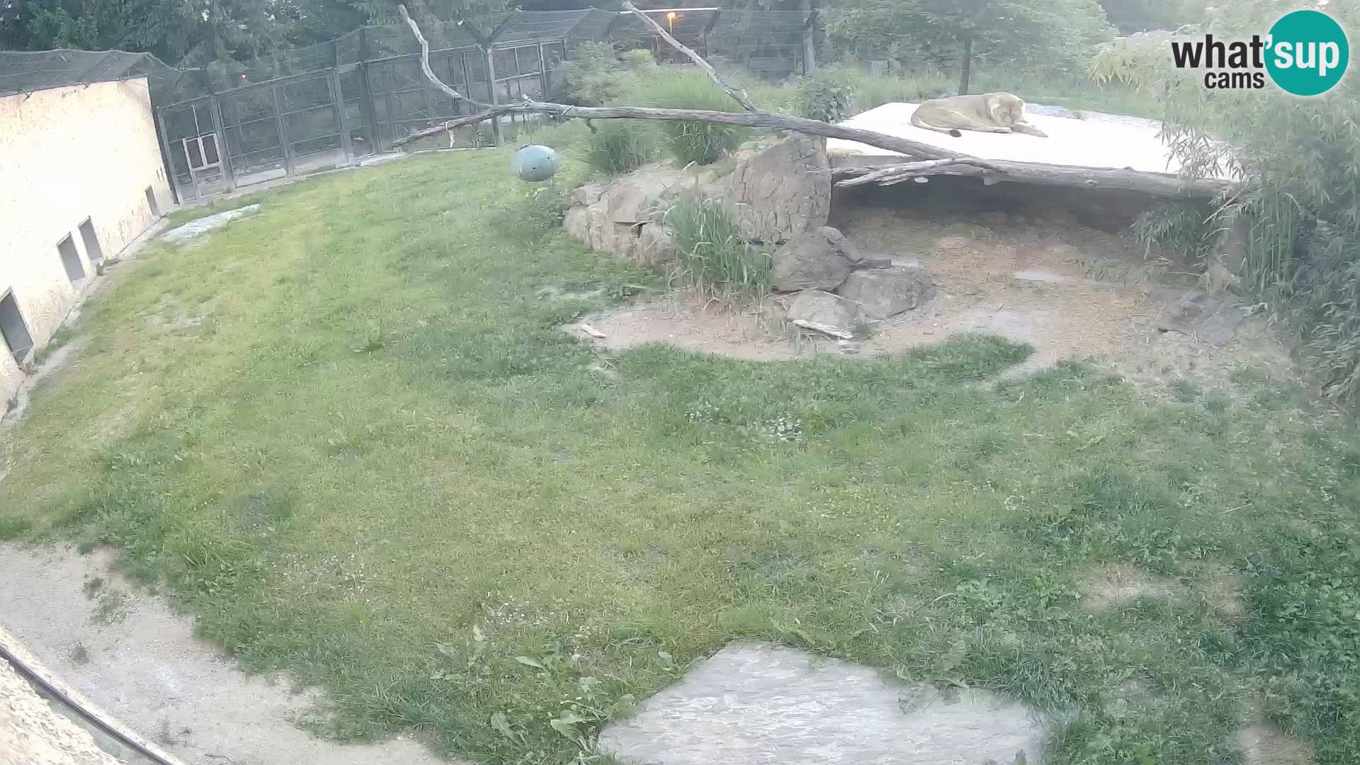 LEONE live Webcam nello zoo di Lubiana – Slovenia