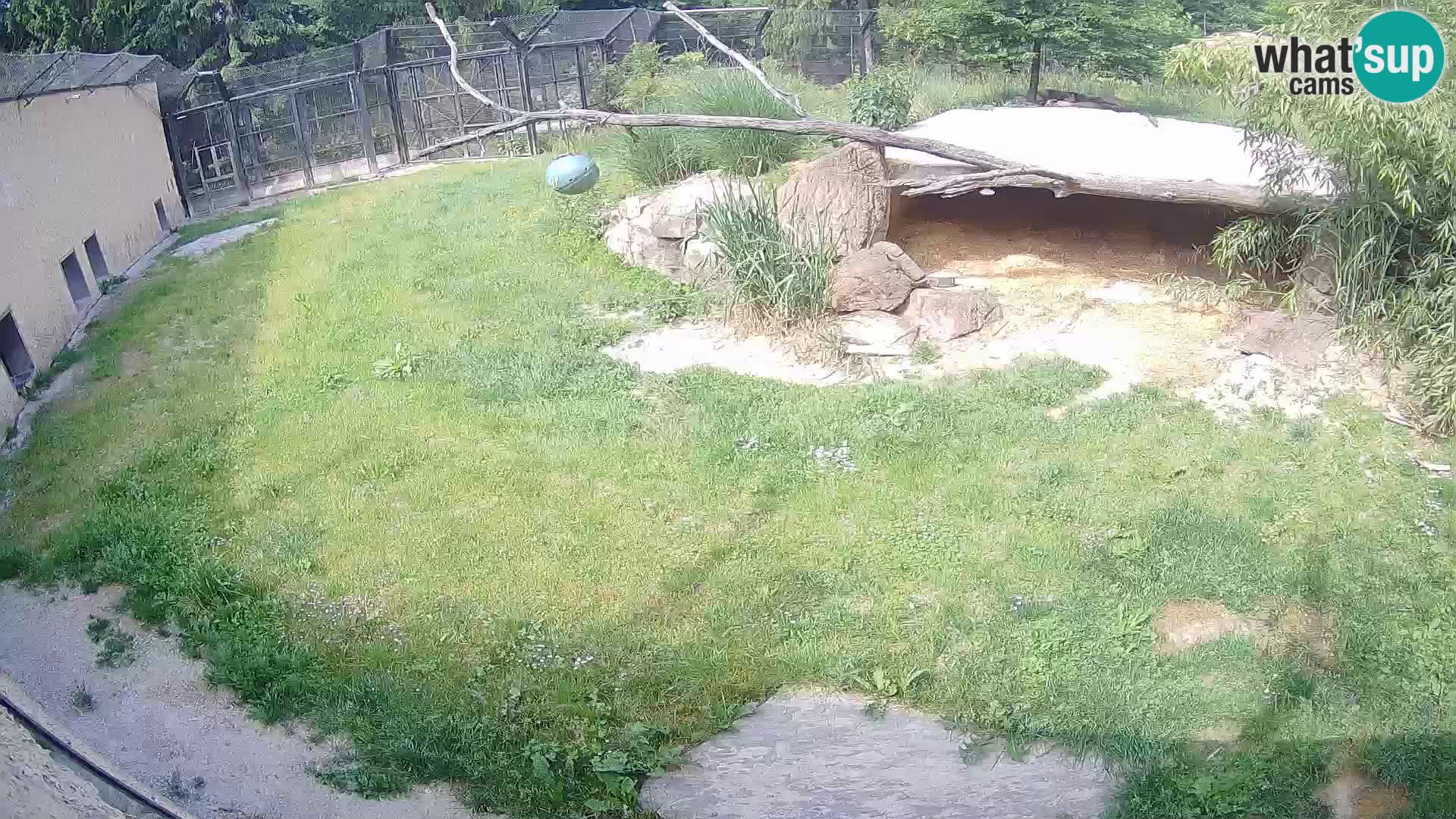 LEONE live Webcam nello zoo di Lubiana – Slovenia