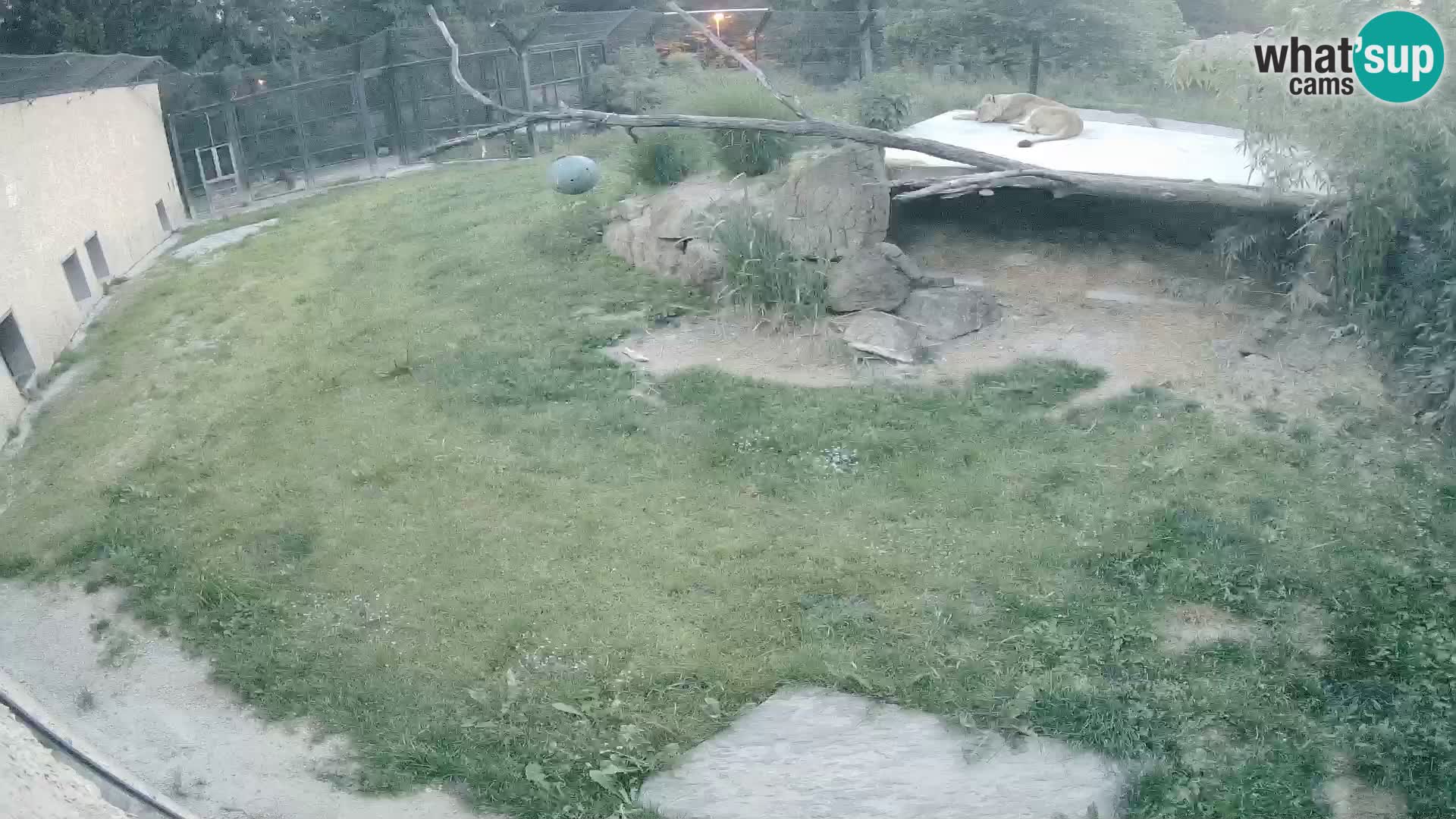 Löwe live Webcam im Zoo von Ljubljana – Slowenien