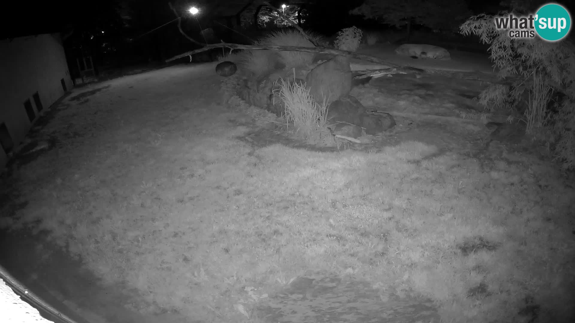 LEON Webcam en vivo en Ljubljana Zoo – Eslovenia