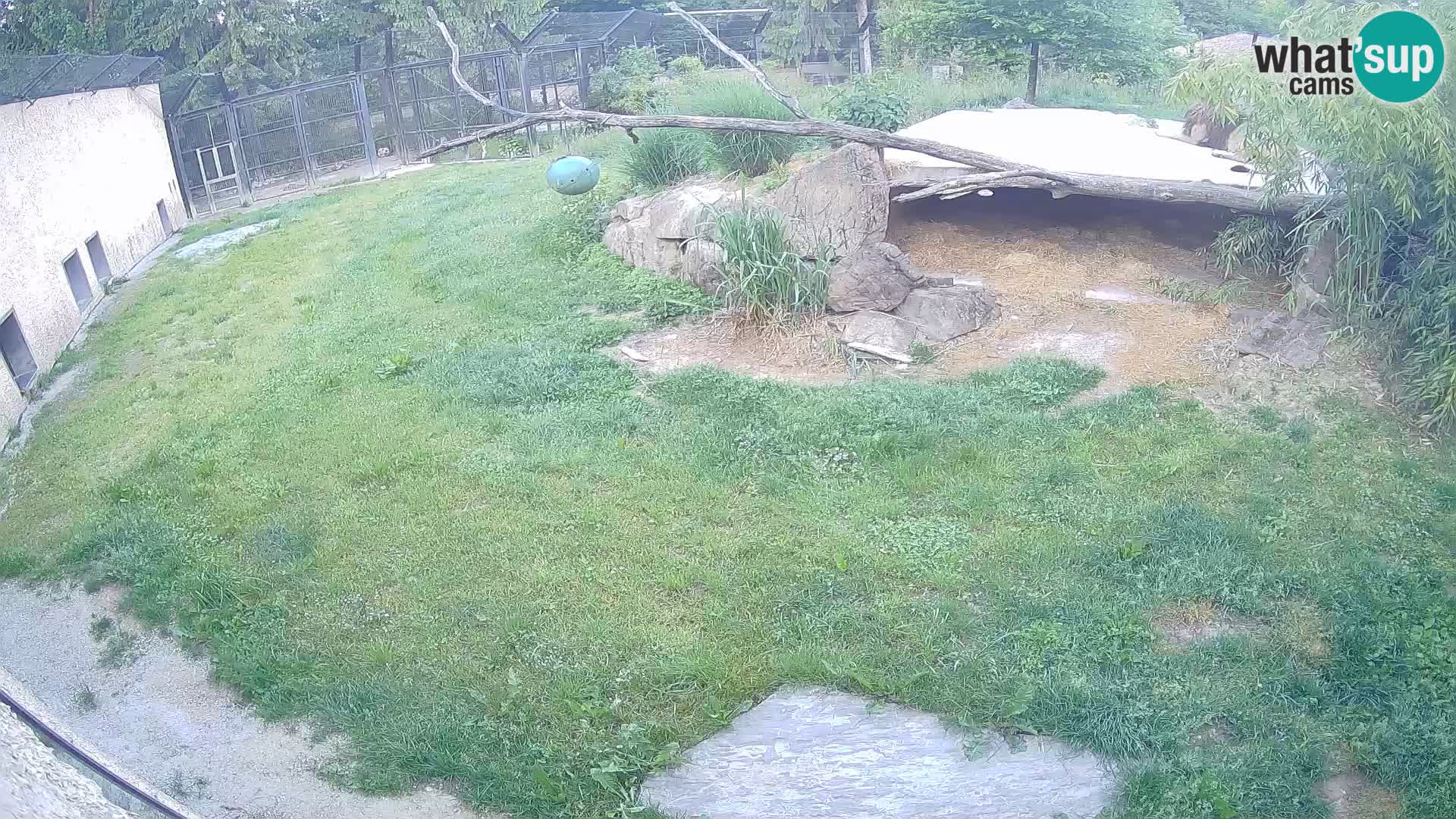 LION live Webcam in Ljubljana Zoo – Slovenia