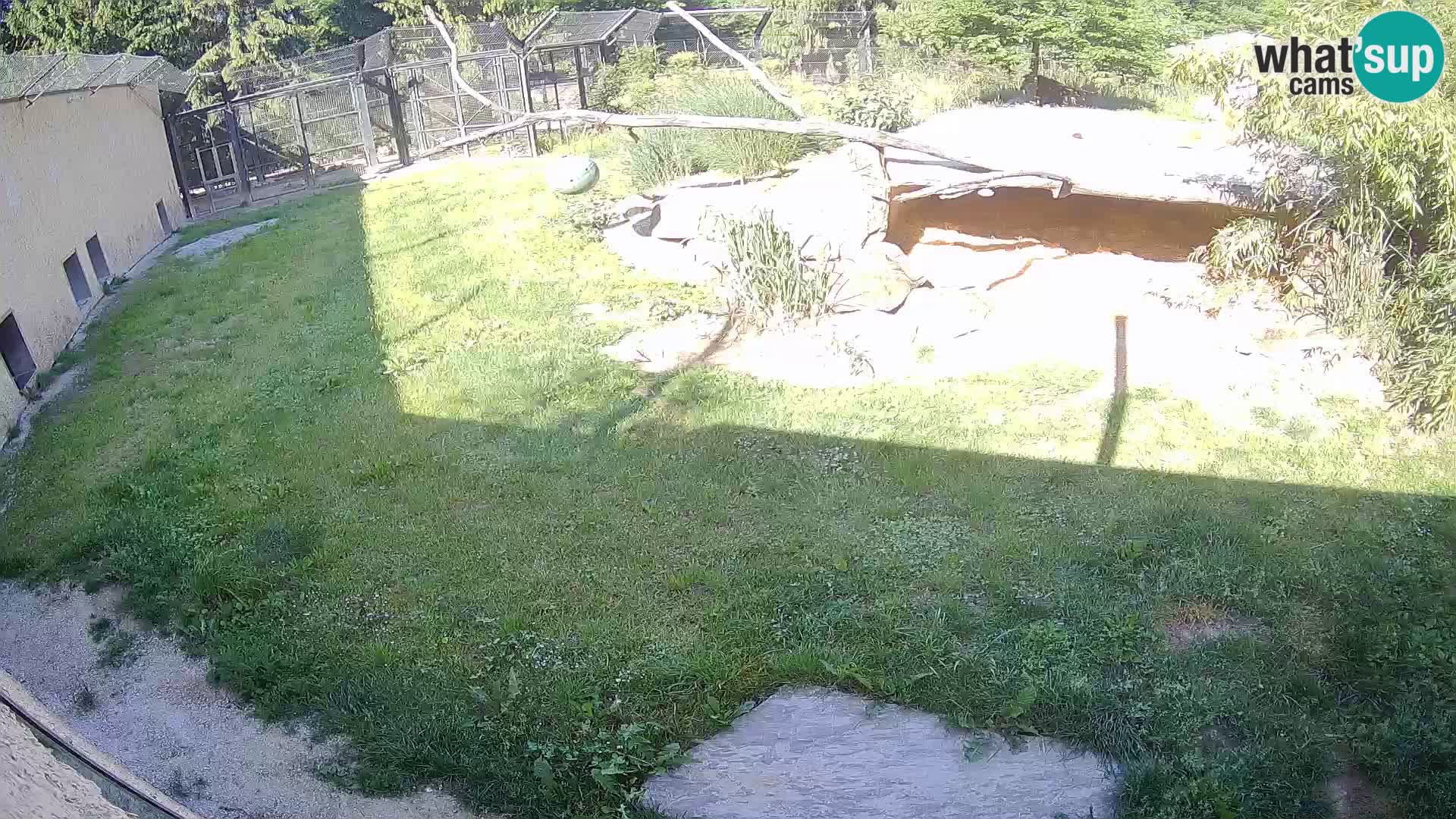 LEONE live Webcam nello zoo di Lubiana – Slovenia
