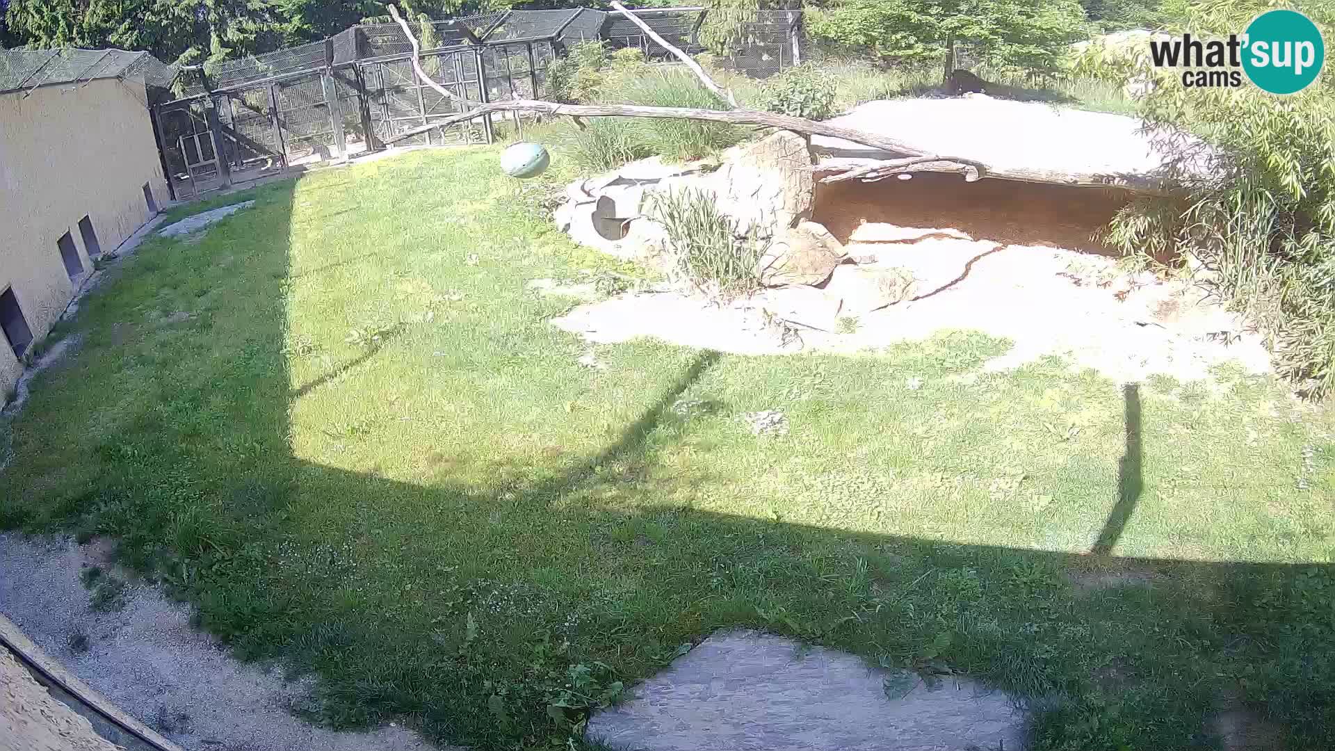 LEON Webcam en vivo en Ljubljana Zoo – Eslovenia