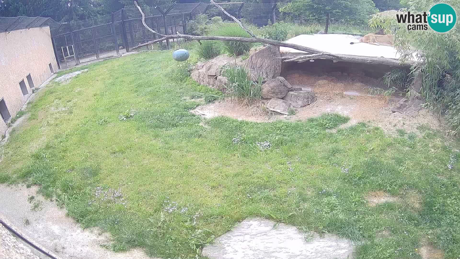 Lavovi web kamera uživo u ljubljanskom zoološkom vrtu – Slovenija