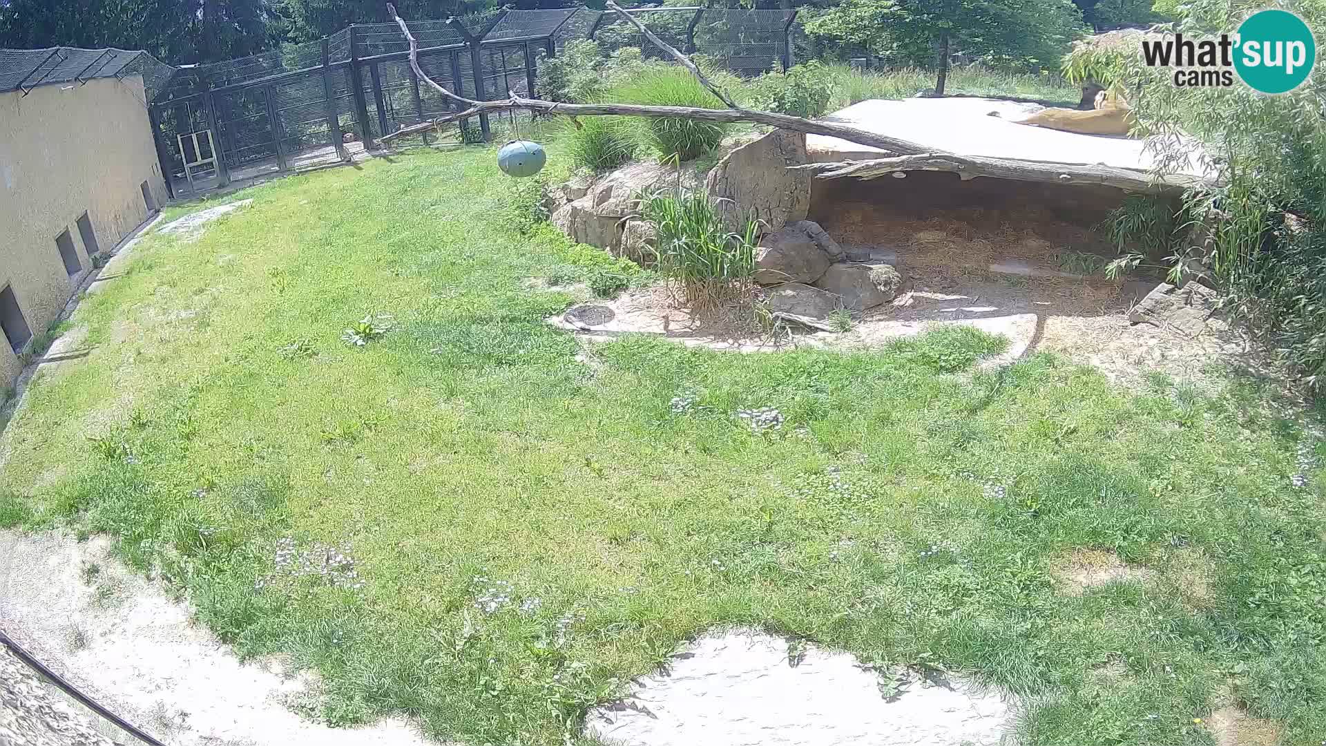 Löwe live Webcam im Zoo von Ljubljana – Slowenien