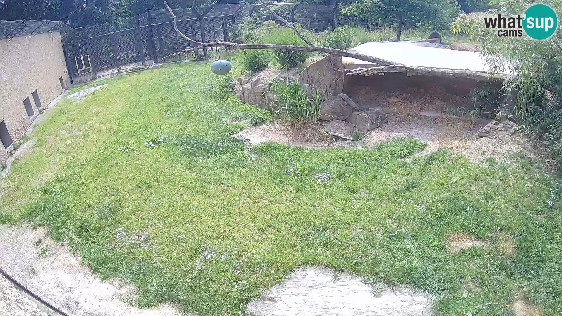 Lavovi web kamera uživo u ljubljanskom zoološkom vrtu – Slovenija