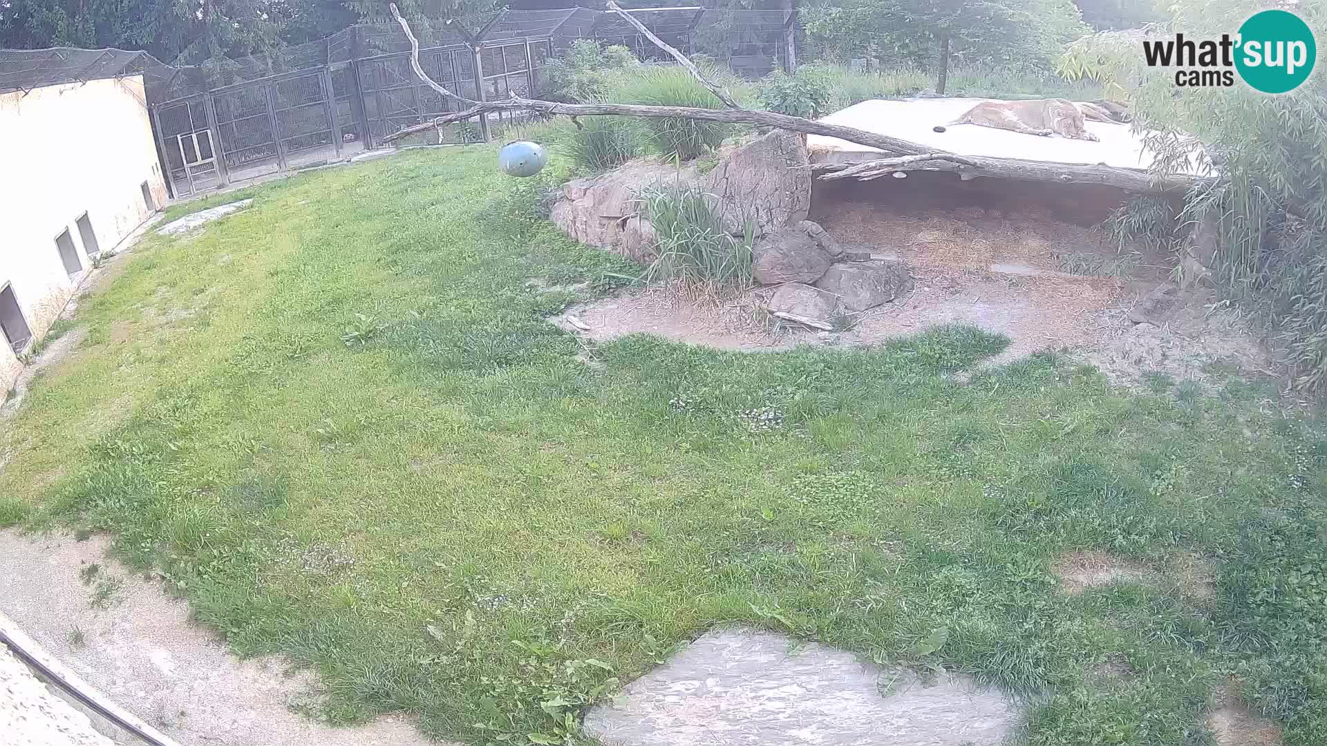 LION webcam en direct du zoo de Ljubljana – Slovénie