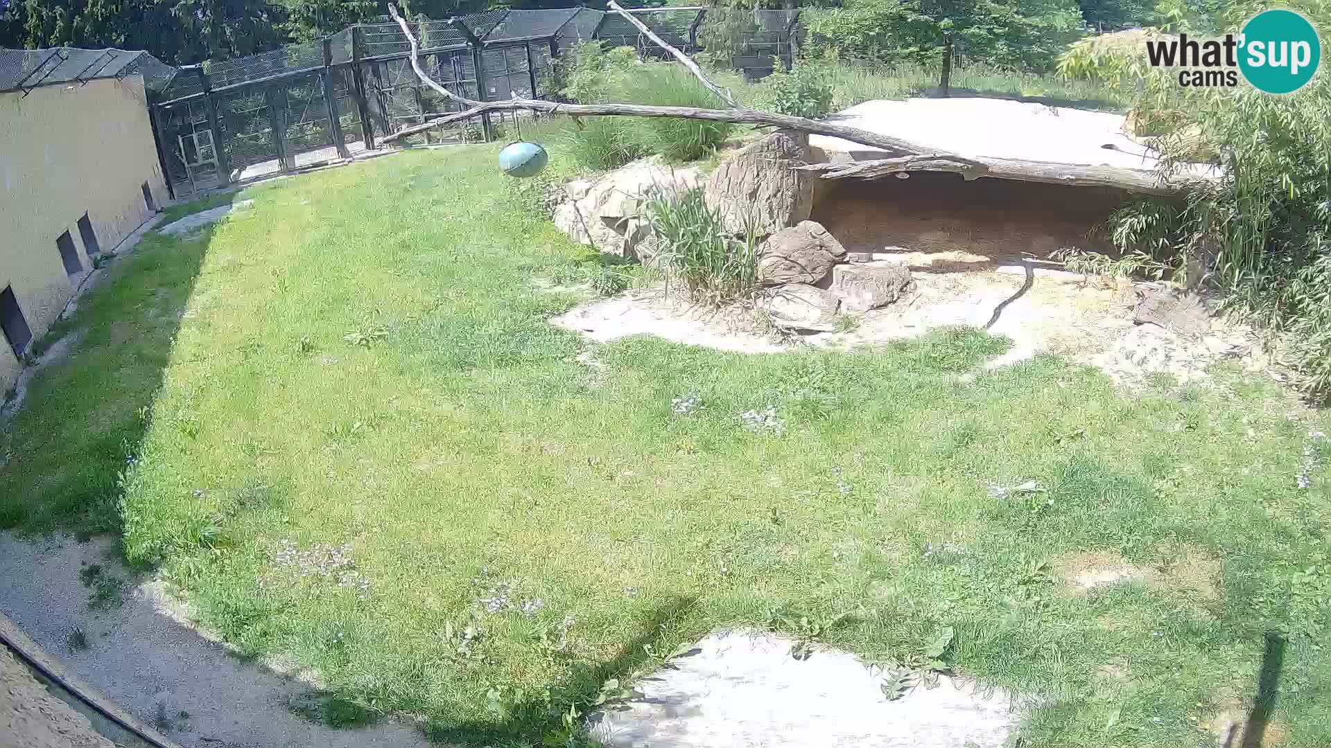 Löwe live Webcam im Zoo von Ljubljana – Slowenien