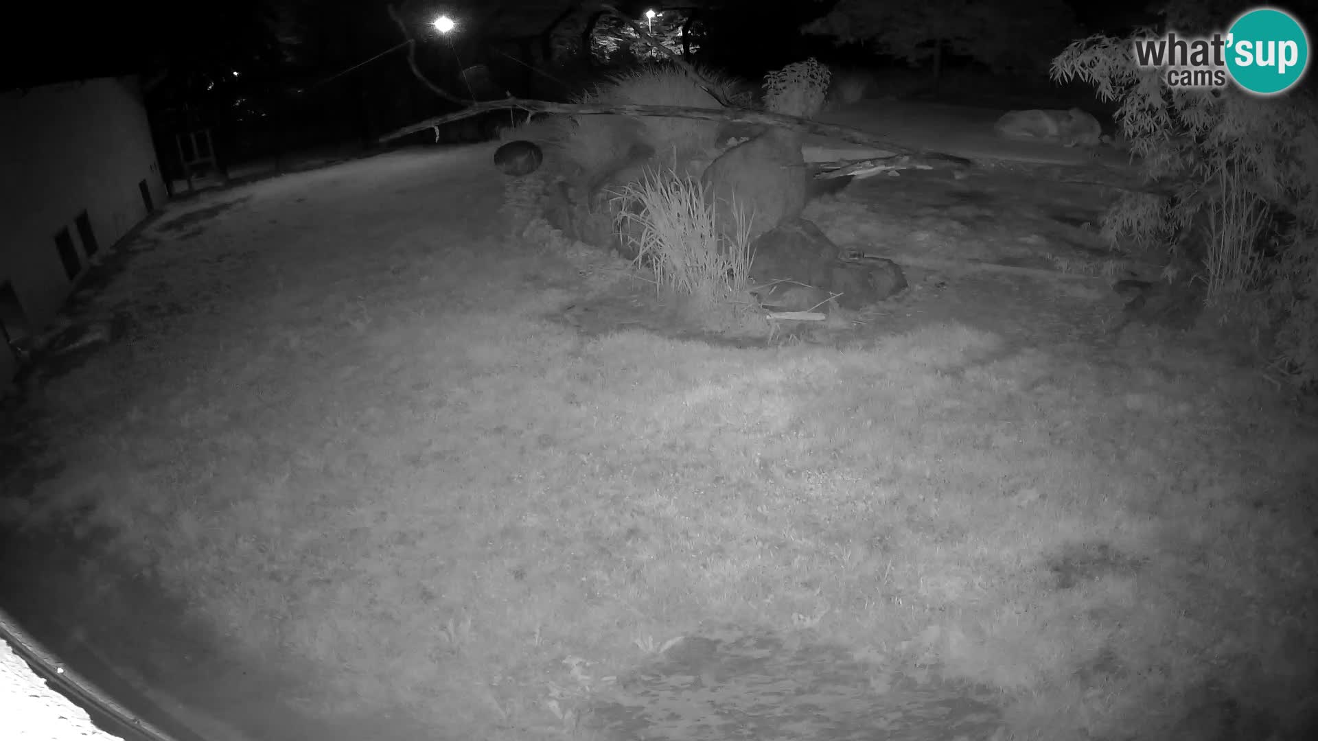 Löwe live Webcam im Zoo von Ljubljana – Slowenien