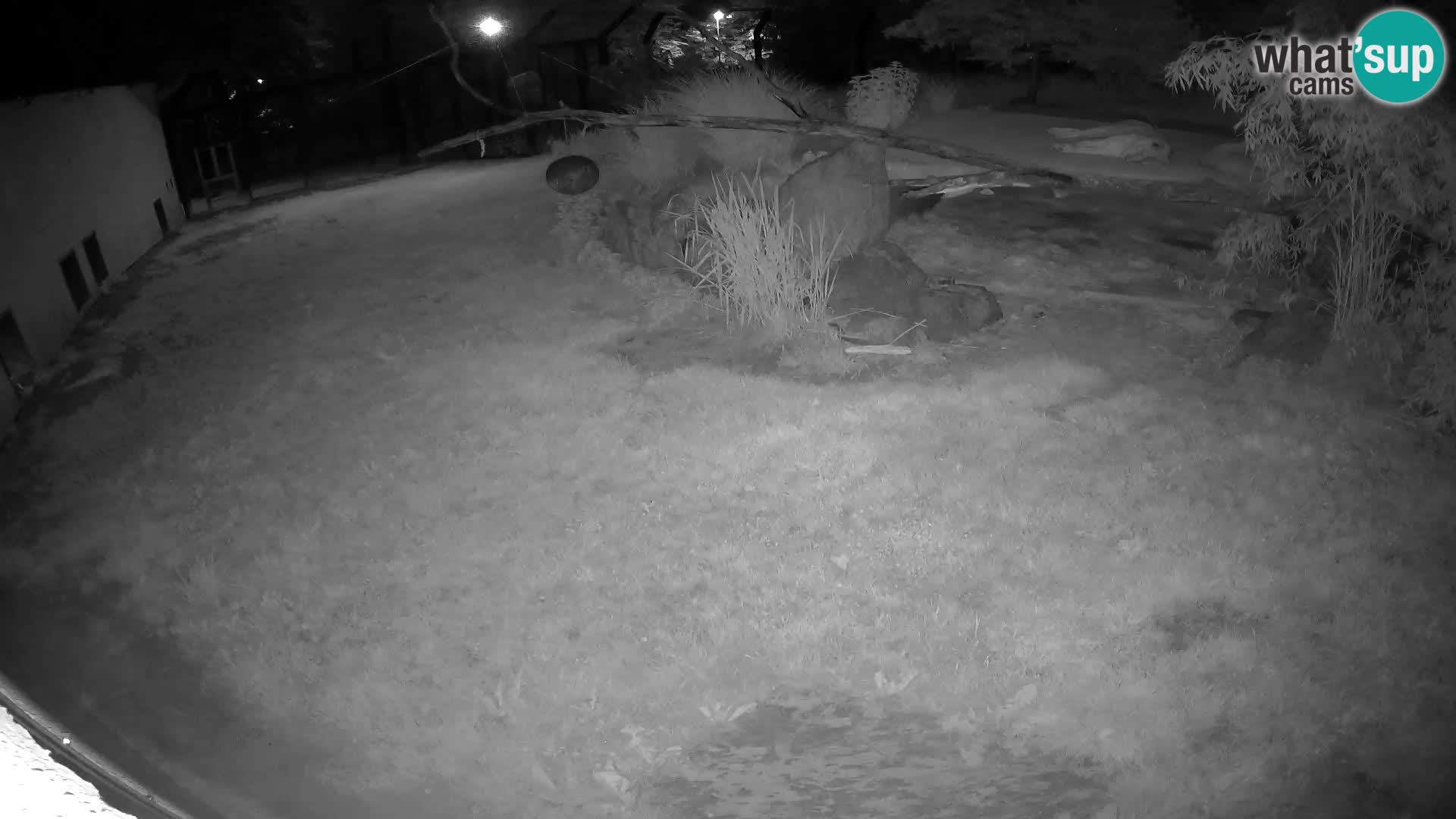 Löwe live Webcam im Zoo von Ljubljana – Slowenien