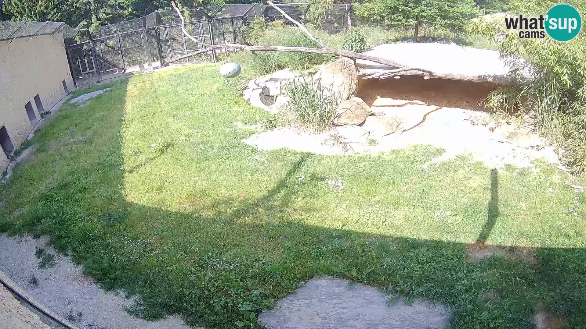 LEVI spletna kamera v živalskem vrtu Ljubljana Zoo