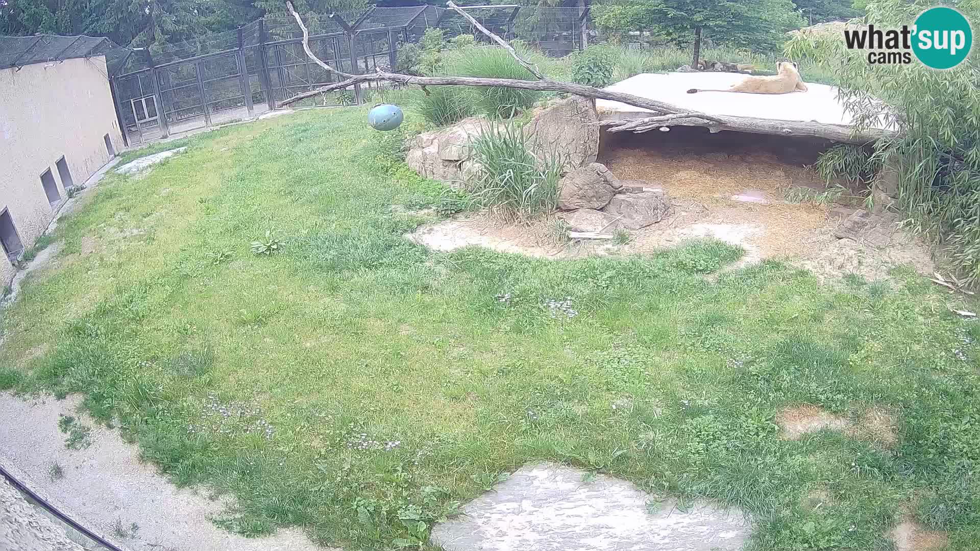 LEONE live Webcam nello zoo di Lubiana – Slovenia