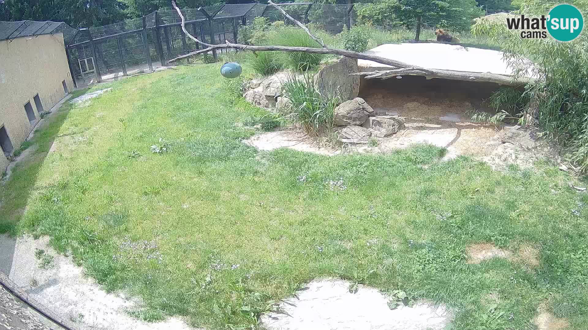 LEONE live Webcam nello zoo di Lubiana – Slovenia
