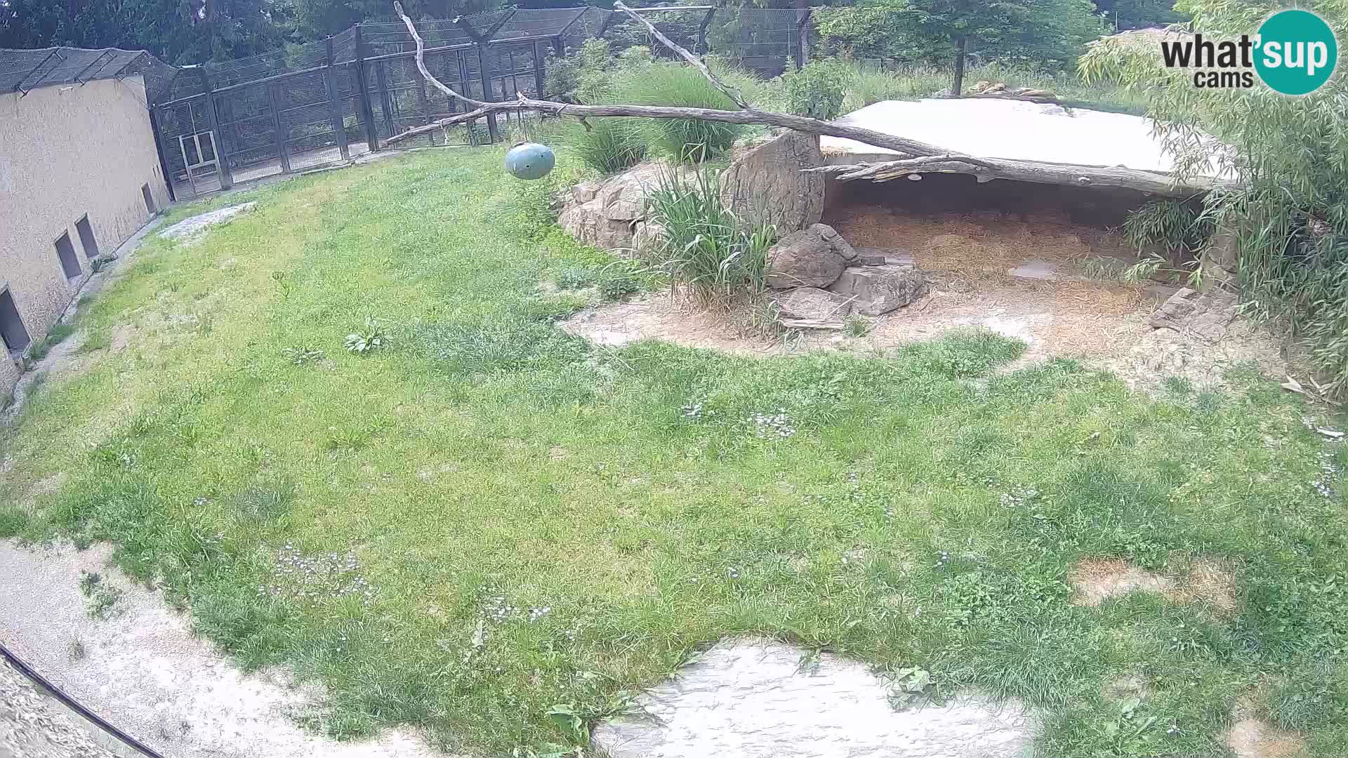 LION webcam en direct du zoo de Ljubljana – Slovénie