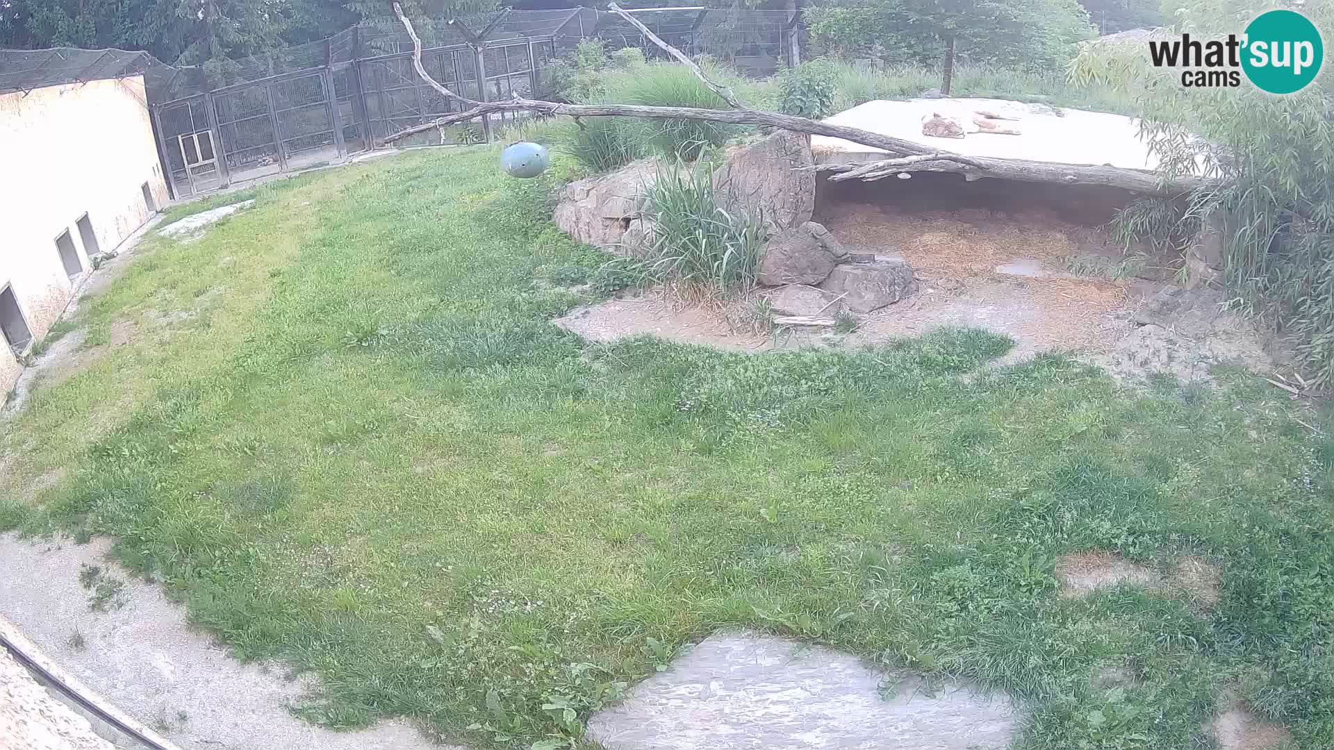 Lavovi web kamera uživo u ljubljanskom zoološkom vrtu – Slovenija
