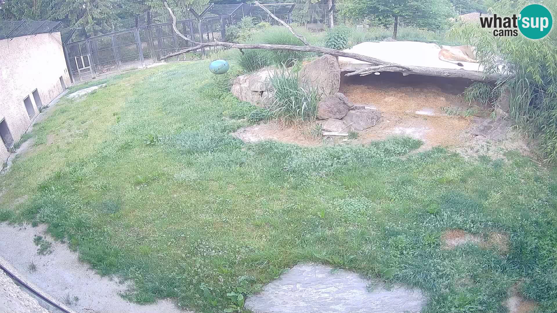 Lavovi web kamera uživo u ljubljanskom zoološkom vrtu – Slovenija