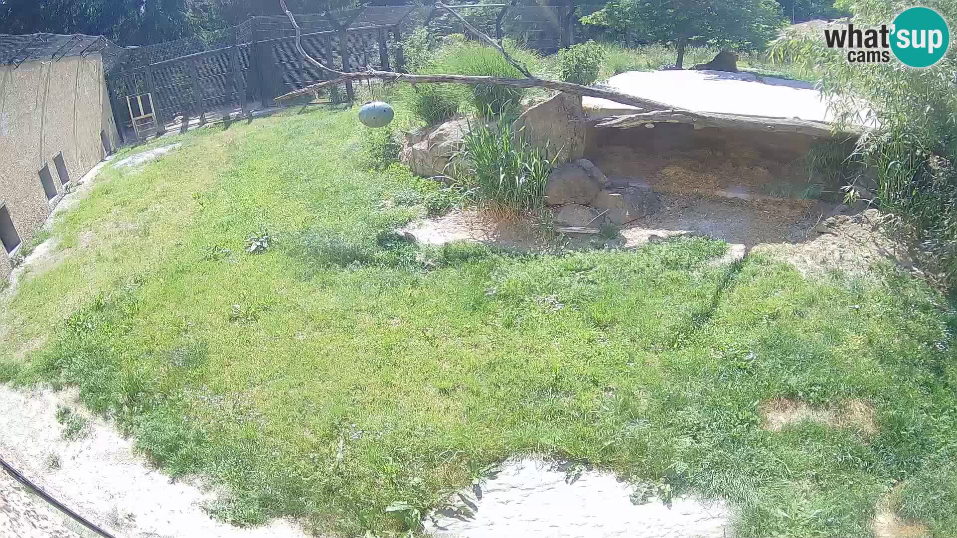 LEON Webcam en vivo en Ljubljana Zoo – Eslovenia