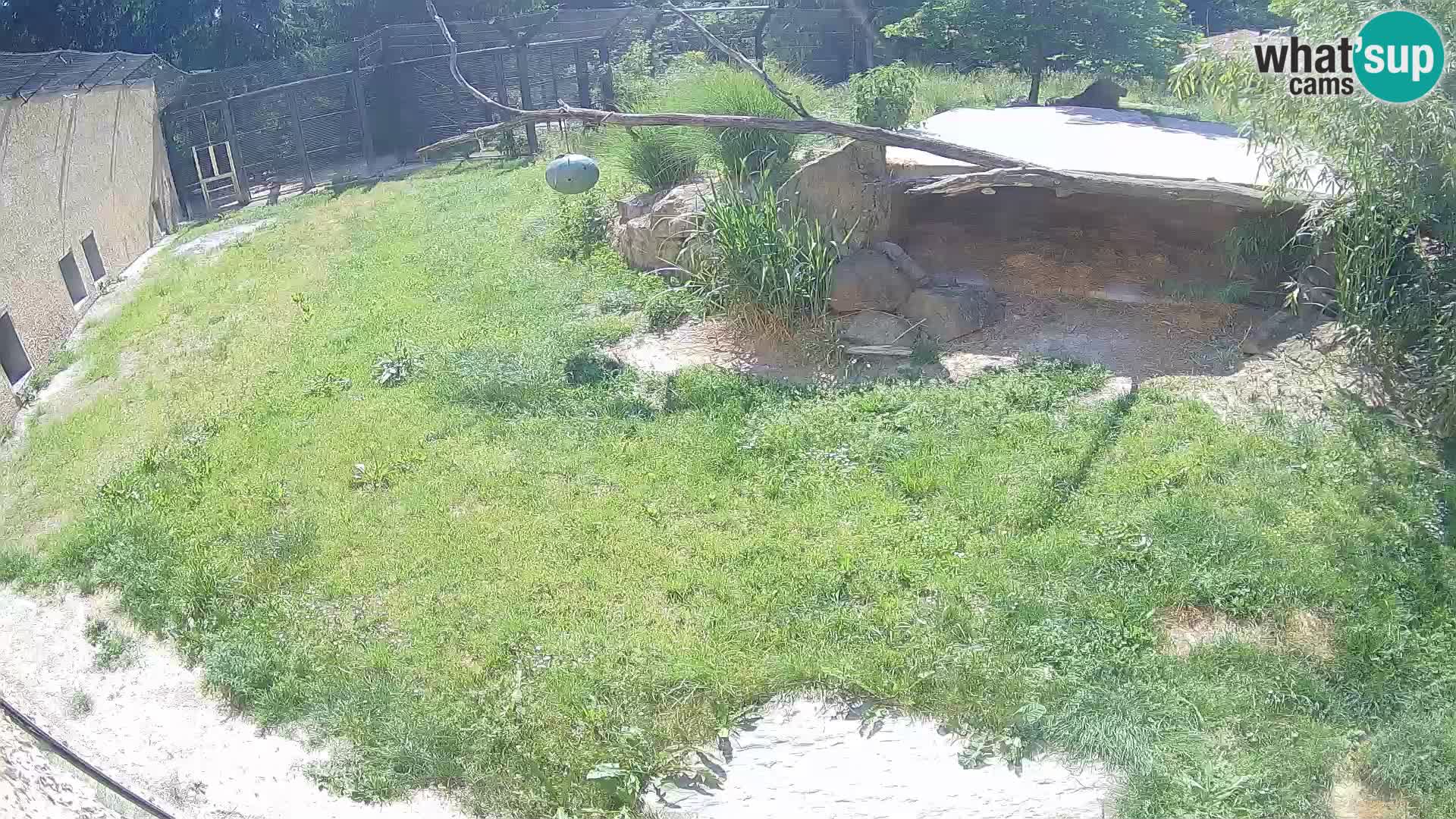 LEON Webcam en vivo en Ljubljana Zoo – Eslovenia