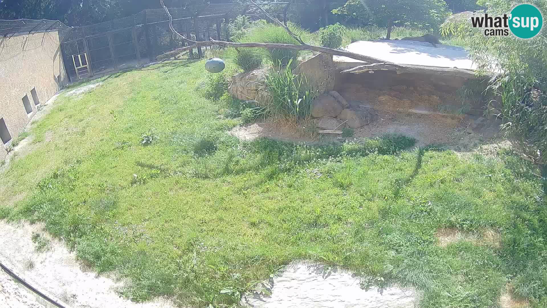 LEONE live Webcam nello zoo di Lubiana – Slovenia