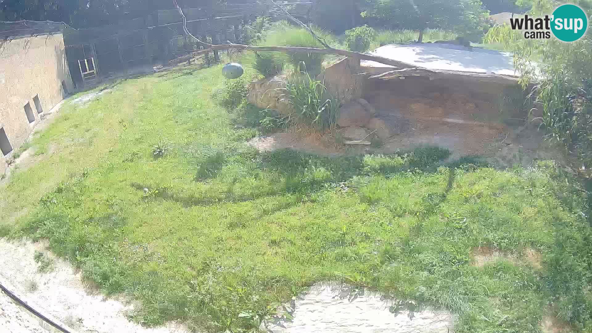 LEON Webcam en vivo en Ljubljana Zoo – Eslovenia